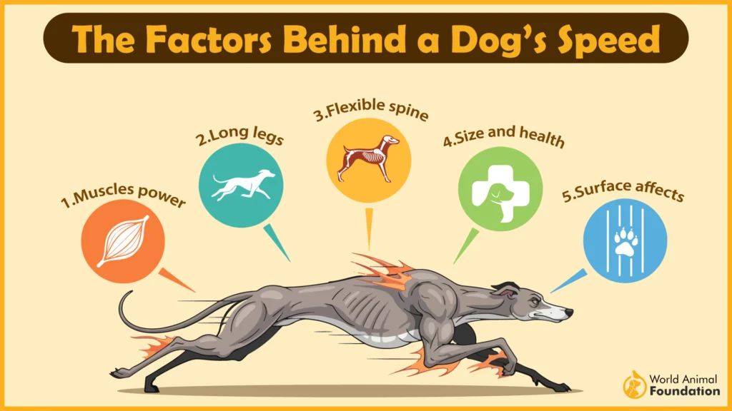 factors behind a dogs speed