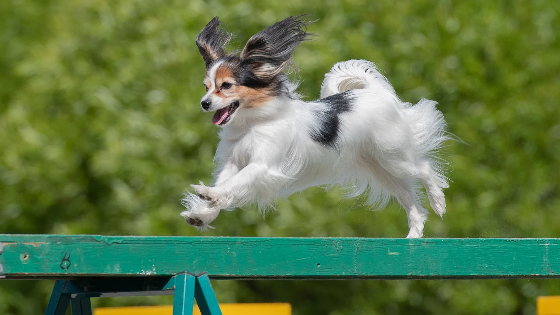 10 Best Dog Breeds For Agility Trials