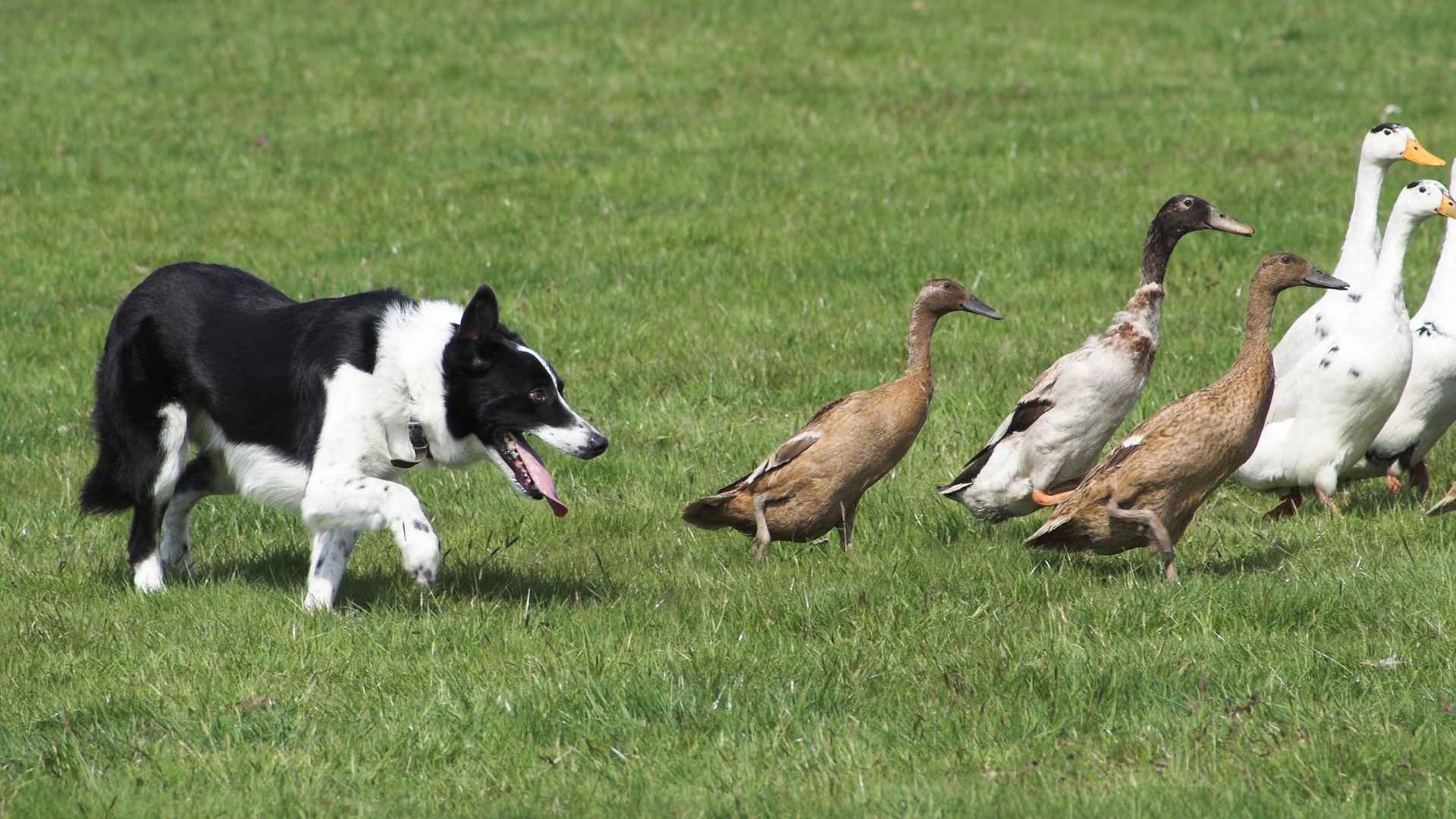 10 Best Dog Breeds For Herding Clubs