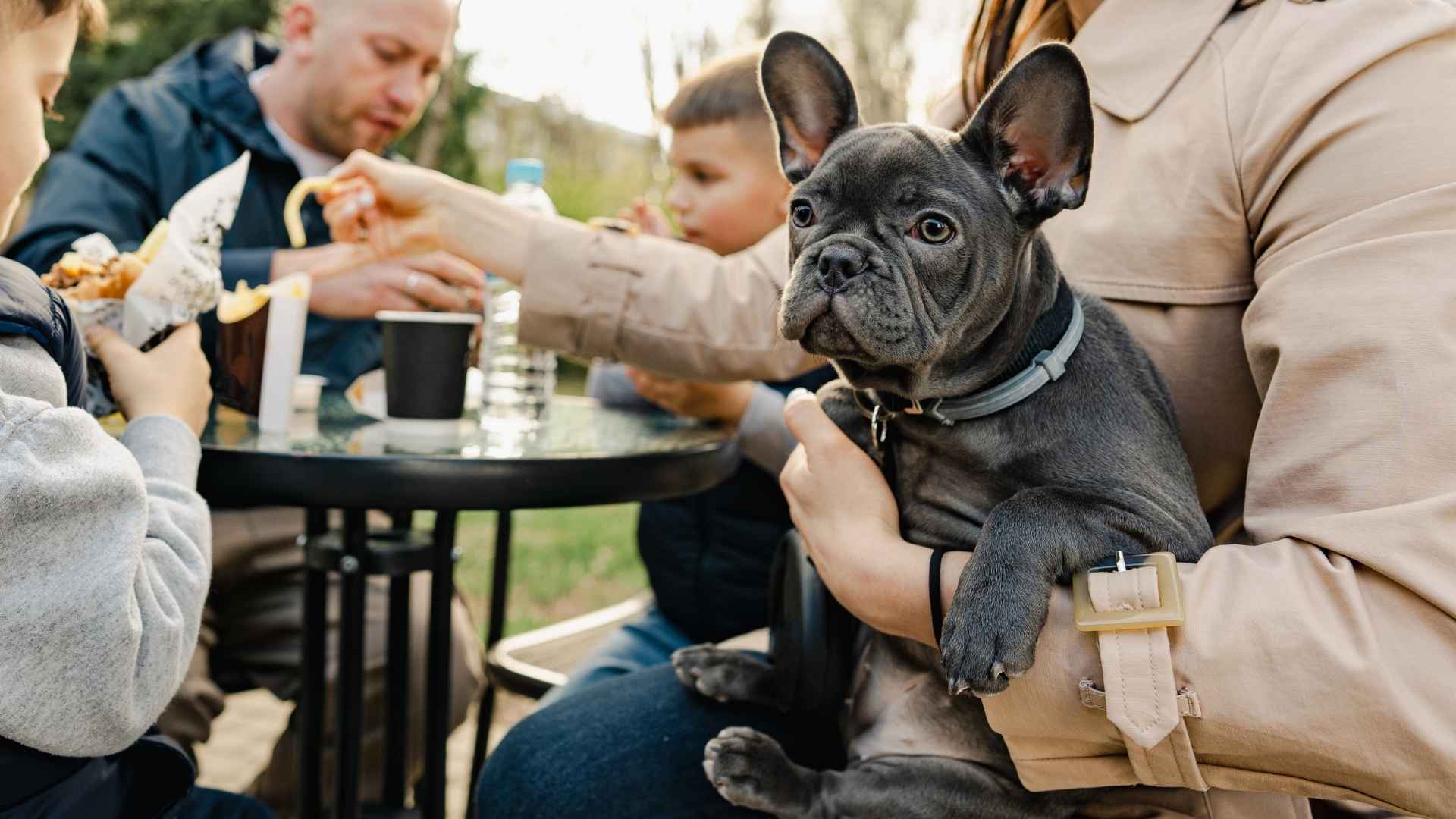 10 Best Dog Breeds For Large Families