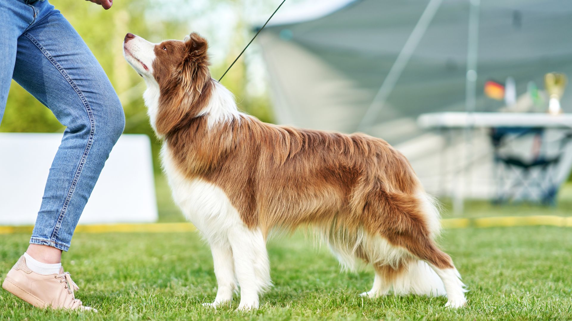 10 Best Dog Breeds For Obedience Training