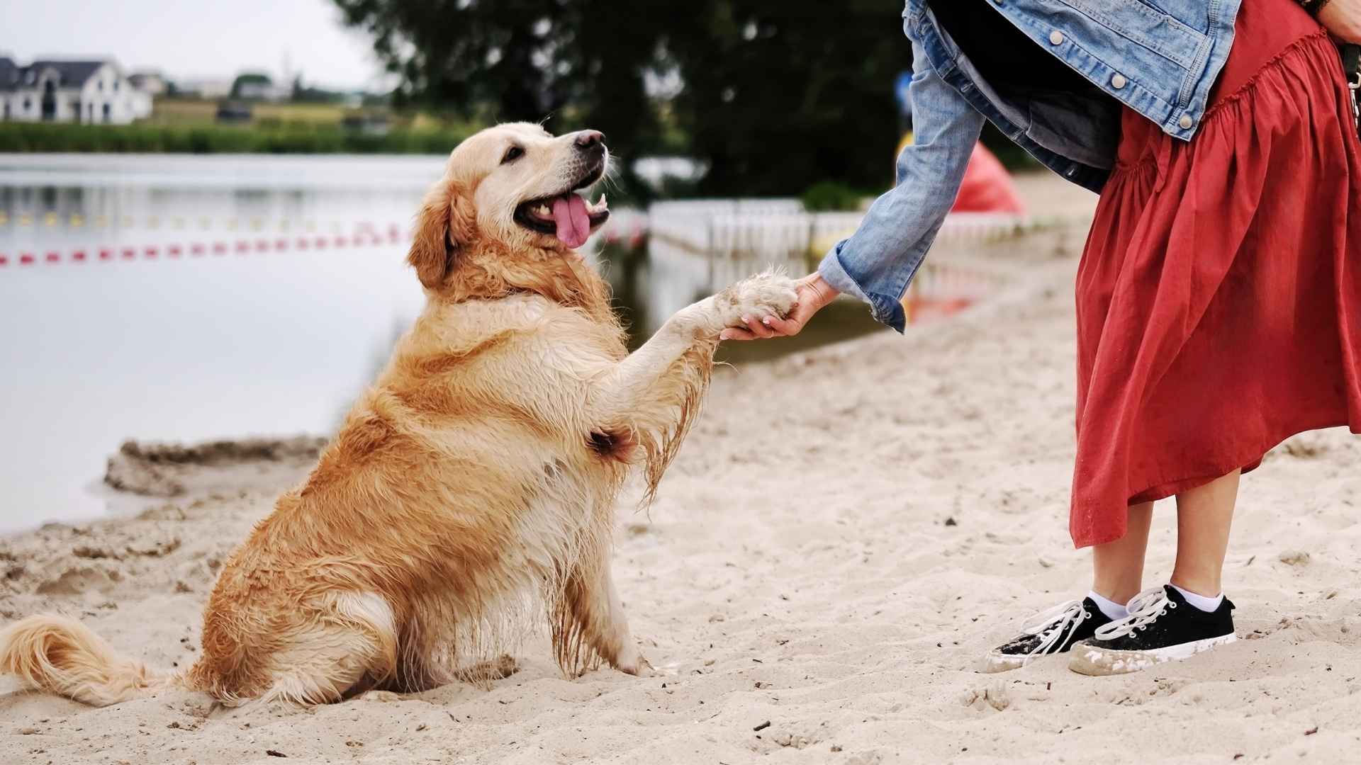 10 Best Dog Breeds For Those Seeking Devotion