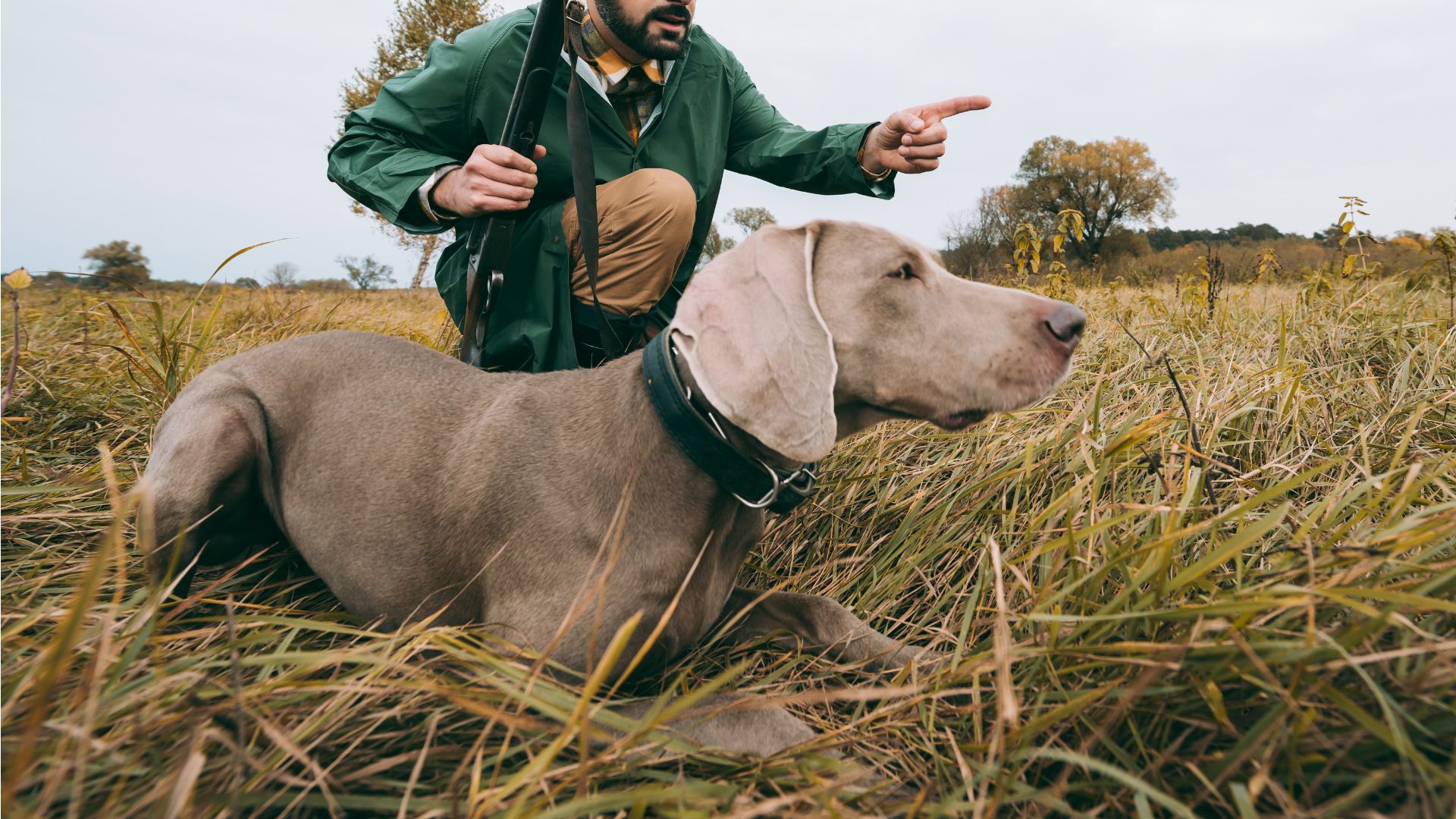 10 Best Dog Breeds for Hunting Assistance