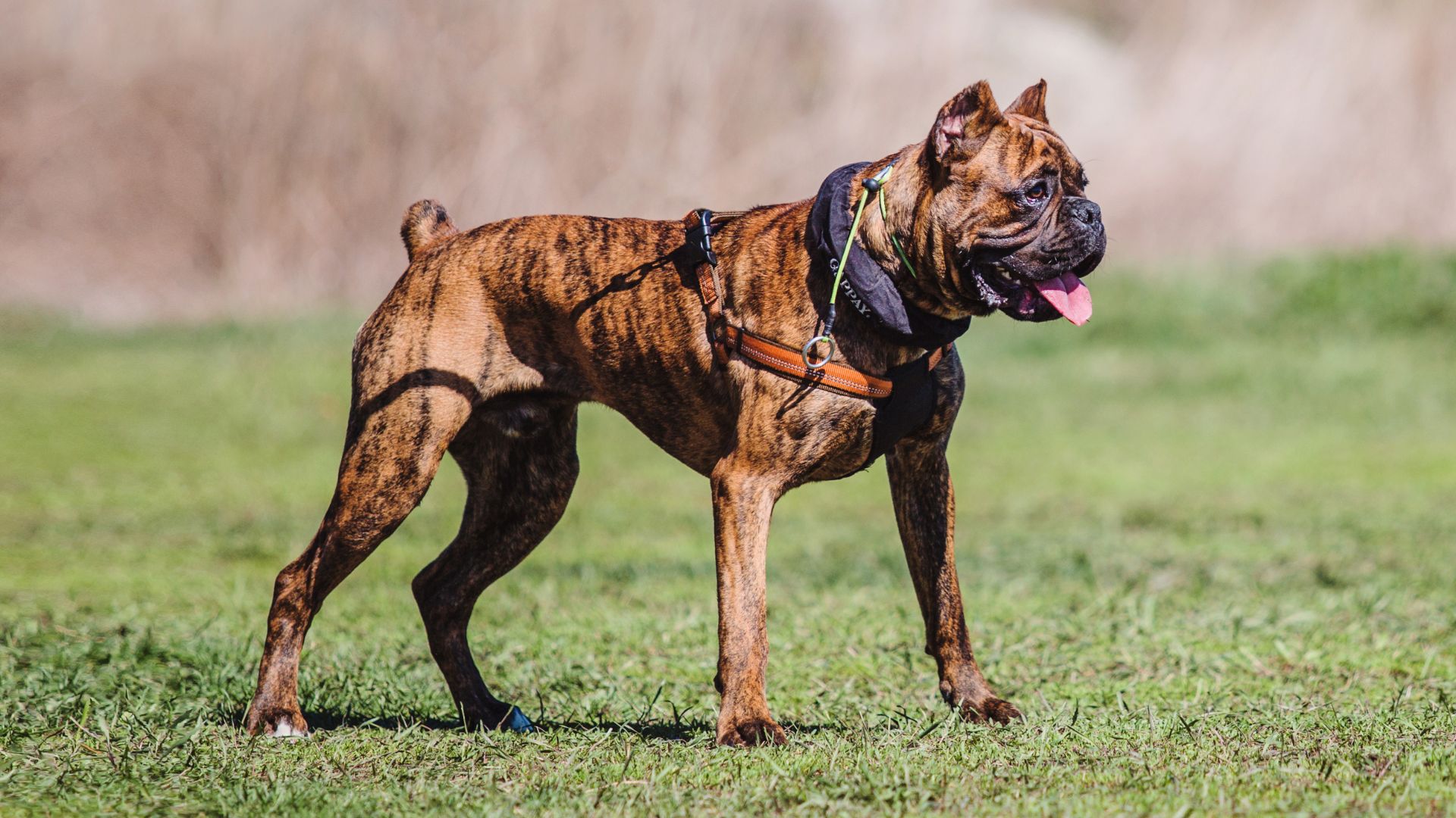 10 Brave Dog Breeds Chosen For Their Tenacity