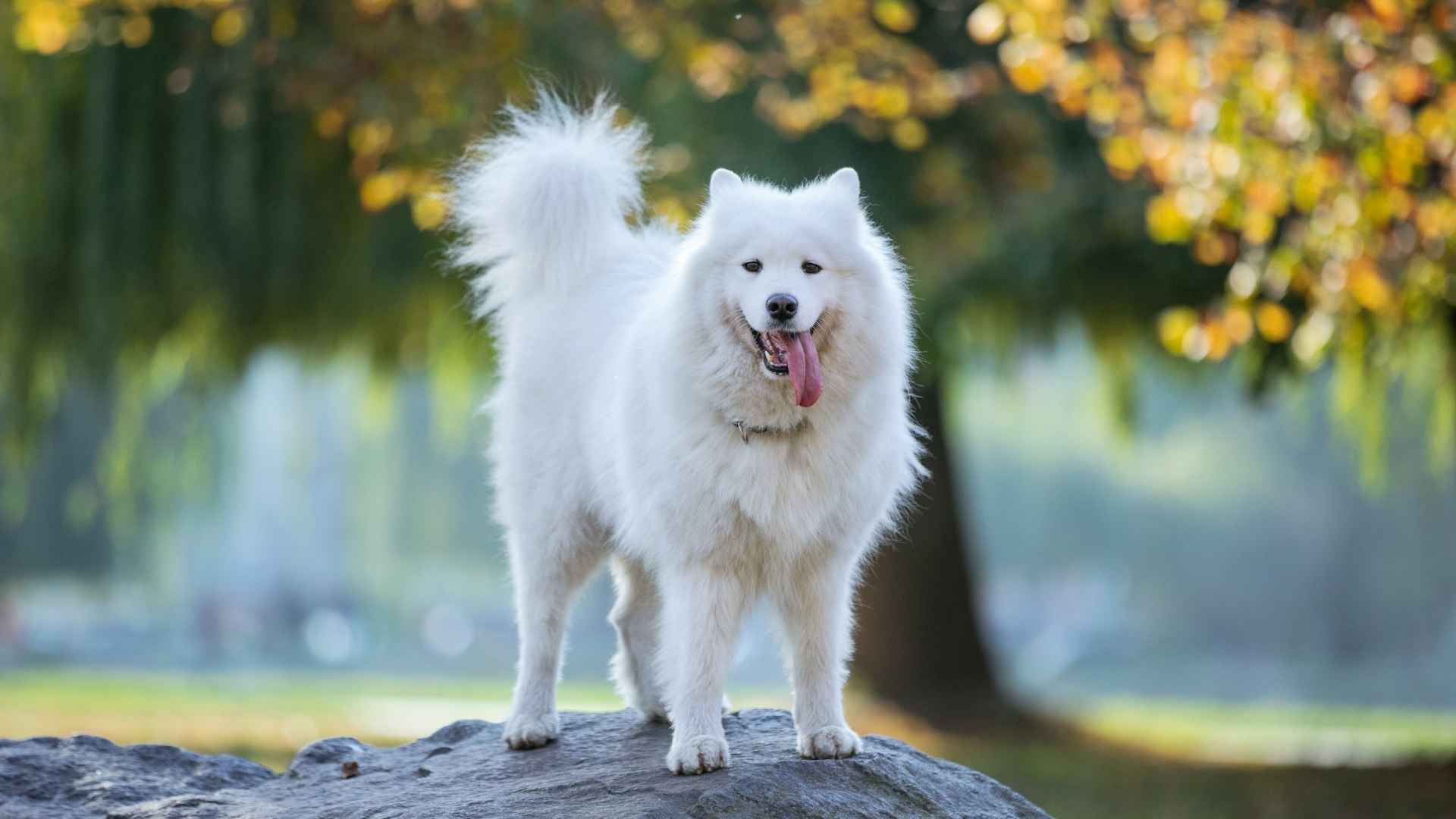 10 Coolest-Looking Dog Breeds Ranked for Style and Charm