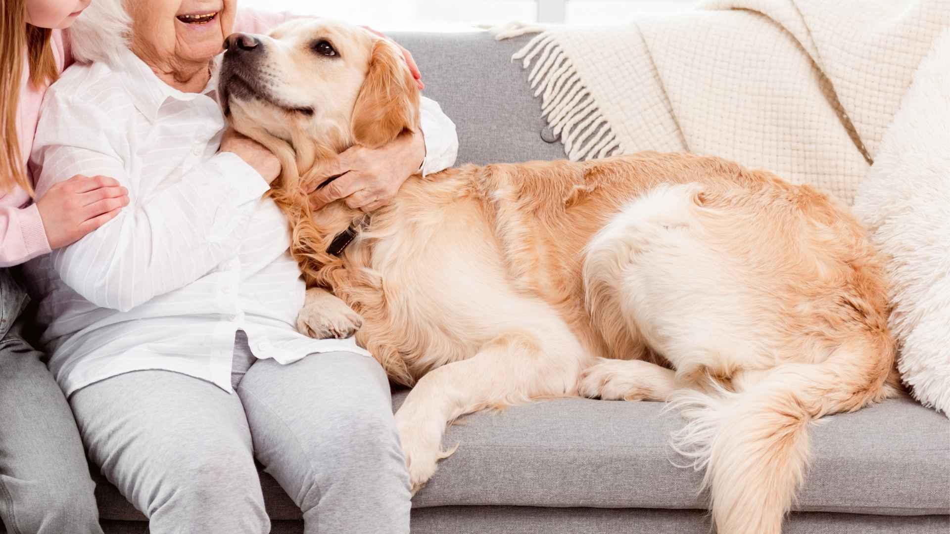 10 Dog Breeds Known for Their Gentle Approach with the Elderly