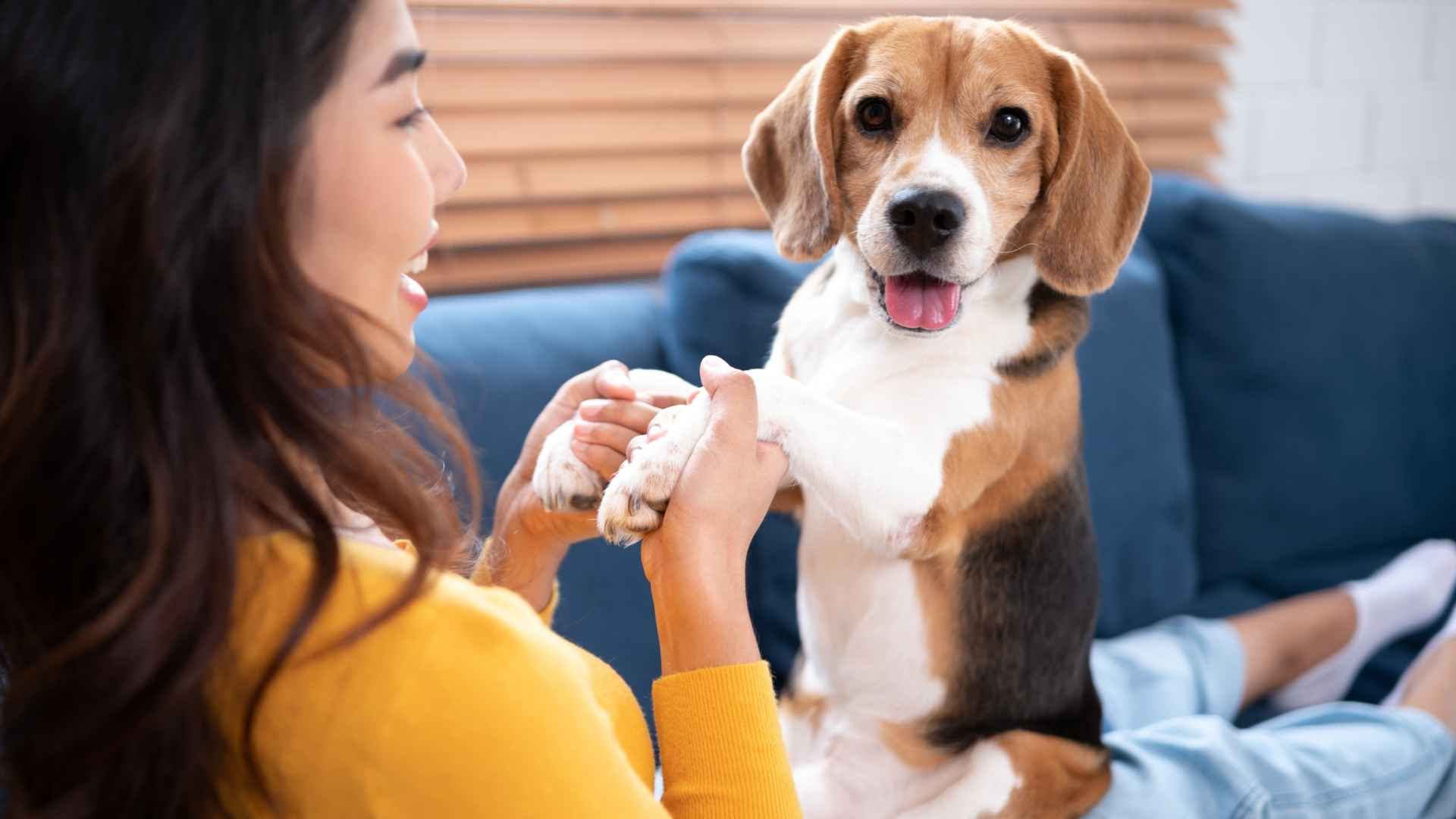 10 Dog Breeds Known for Their Utterly Devoted Nature