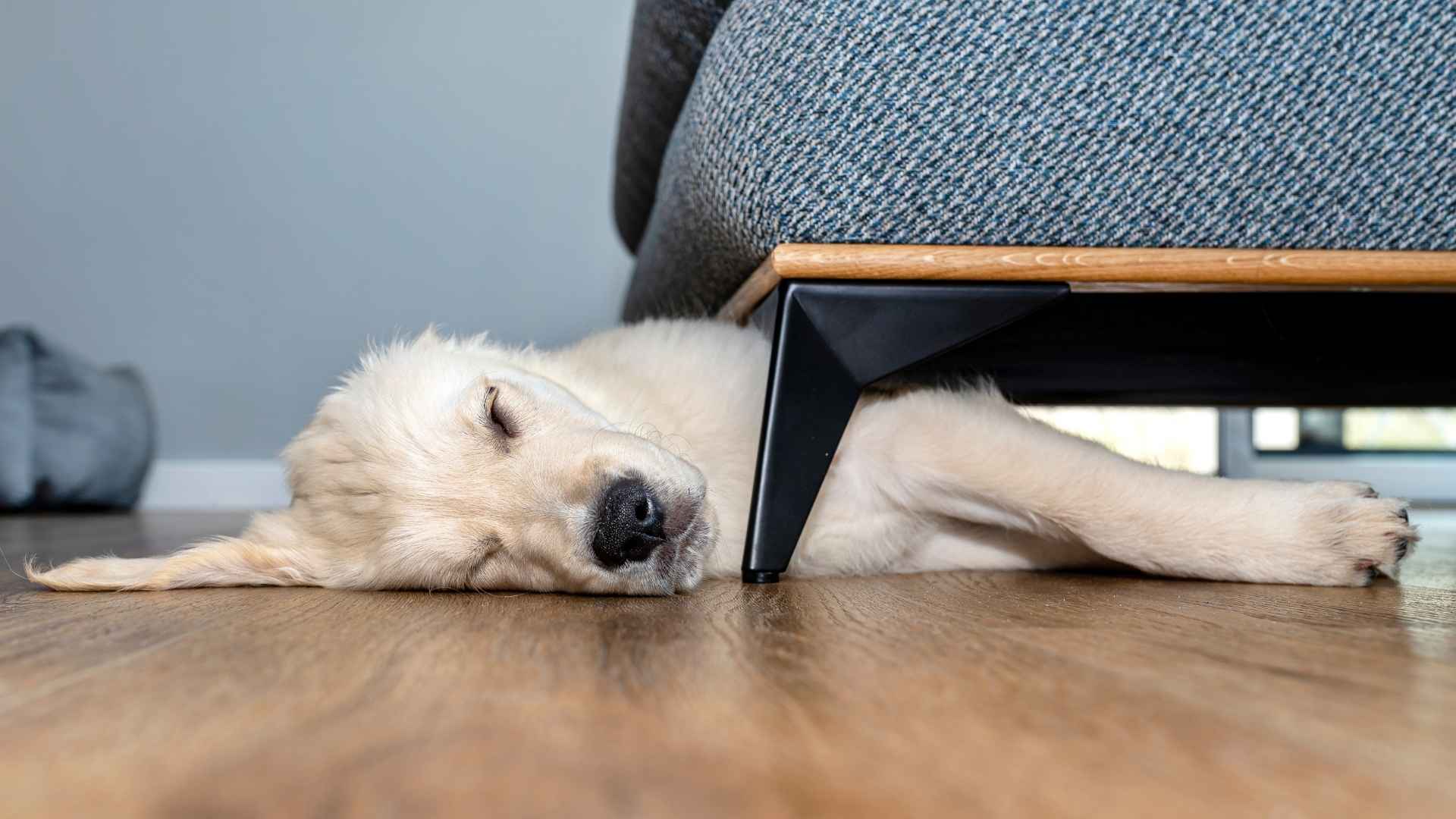 10 Dog Breeds Most Likely To Fall Asleep In Odd Places