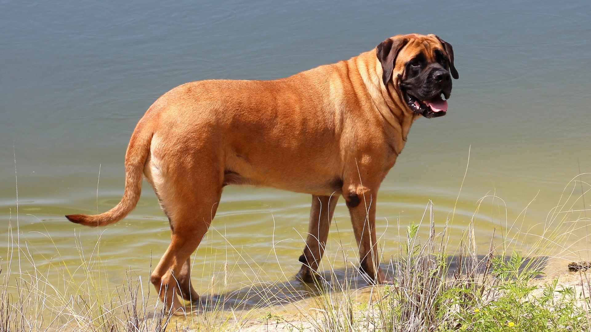 10 Dog Breeds Similar to Dogue De Bordeaux
