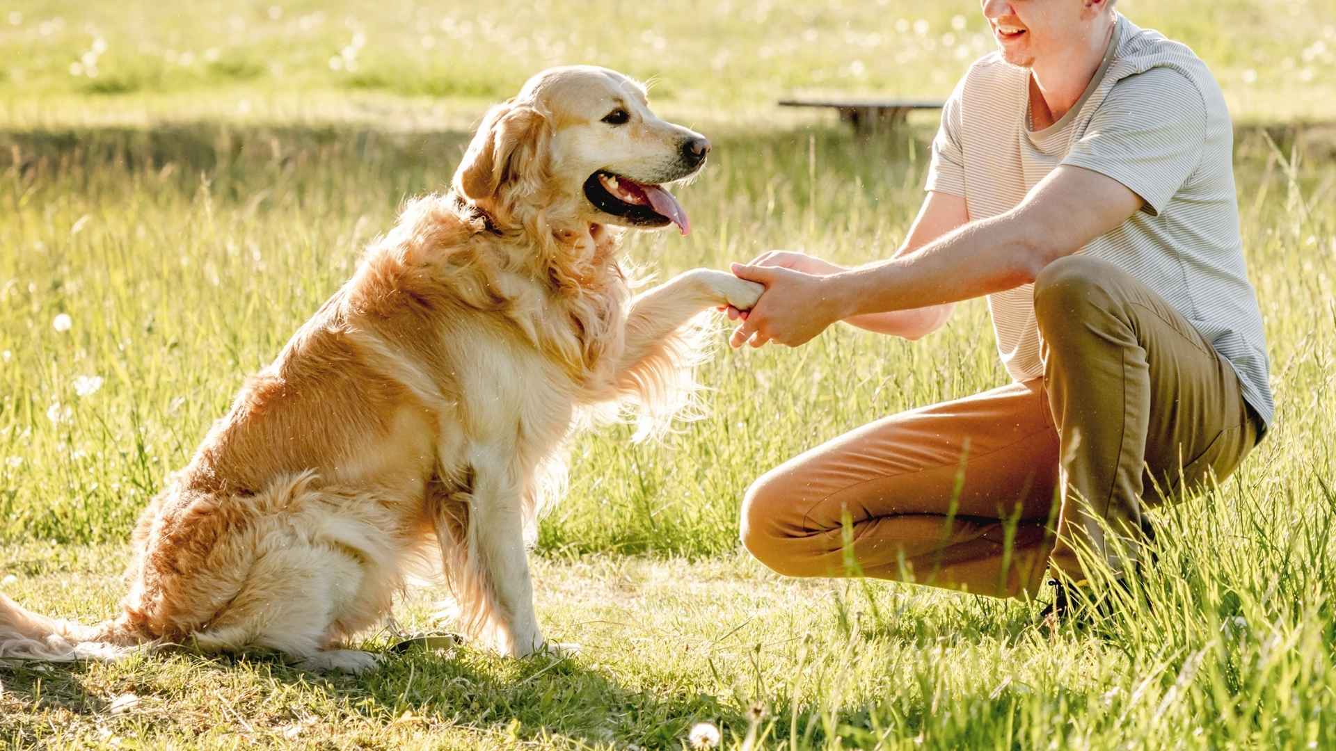 10 Dog Breeds That Are Awesome And Make Great Friends