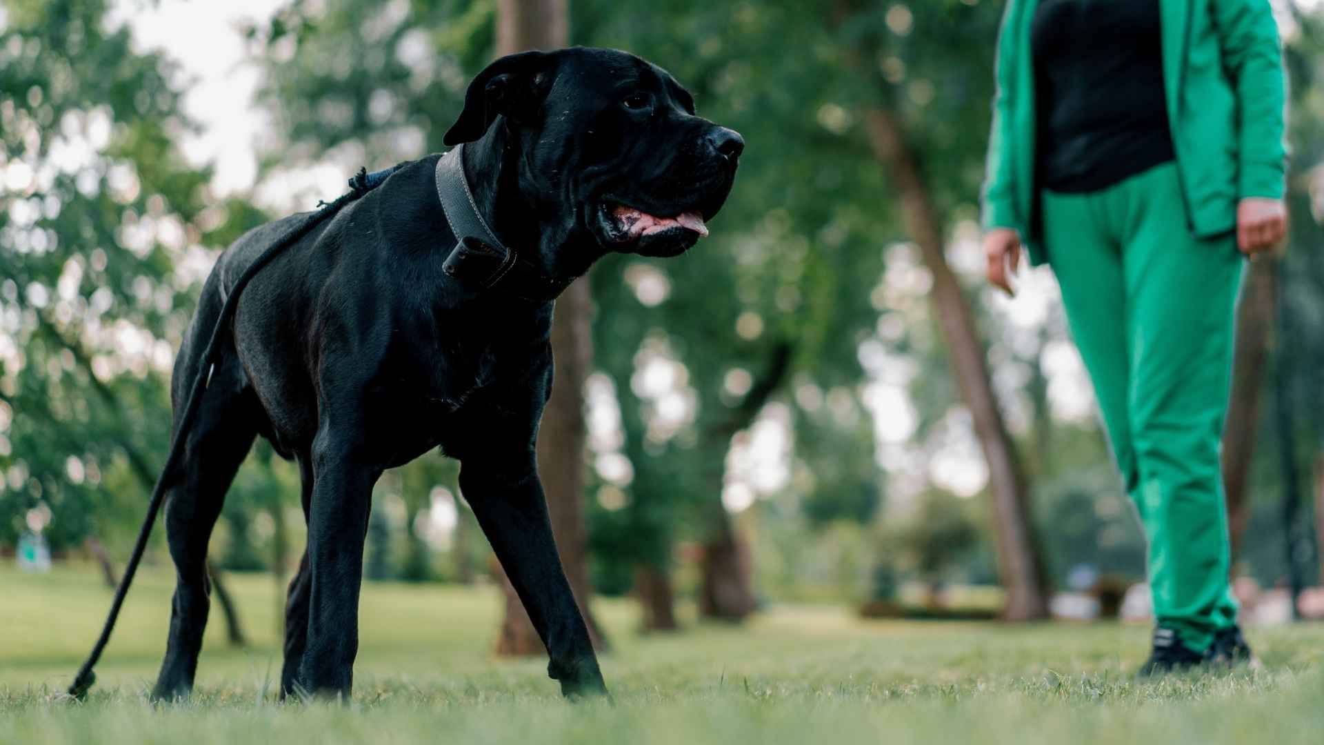 10 Dog Breeds That Are Strong And Can Be Trusted