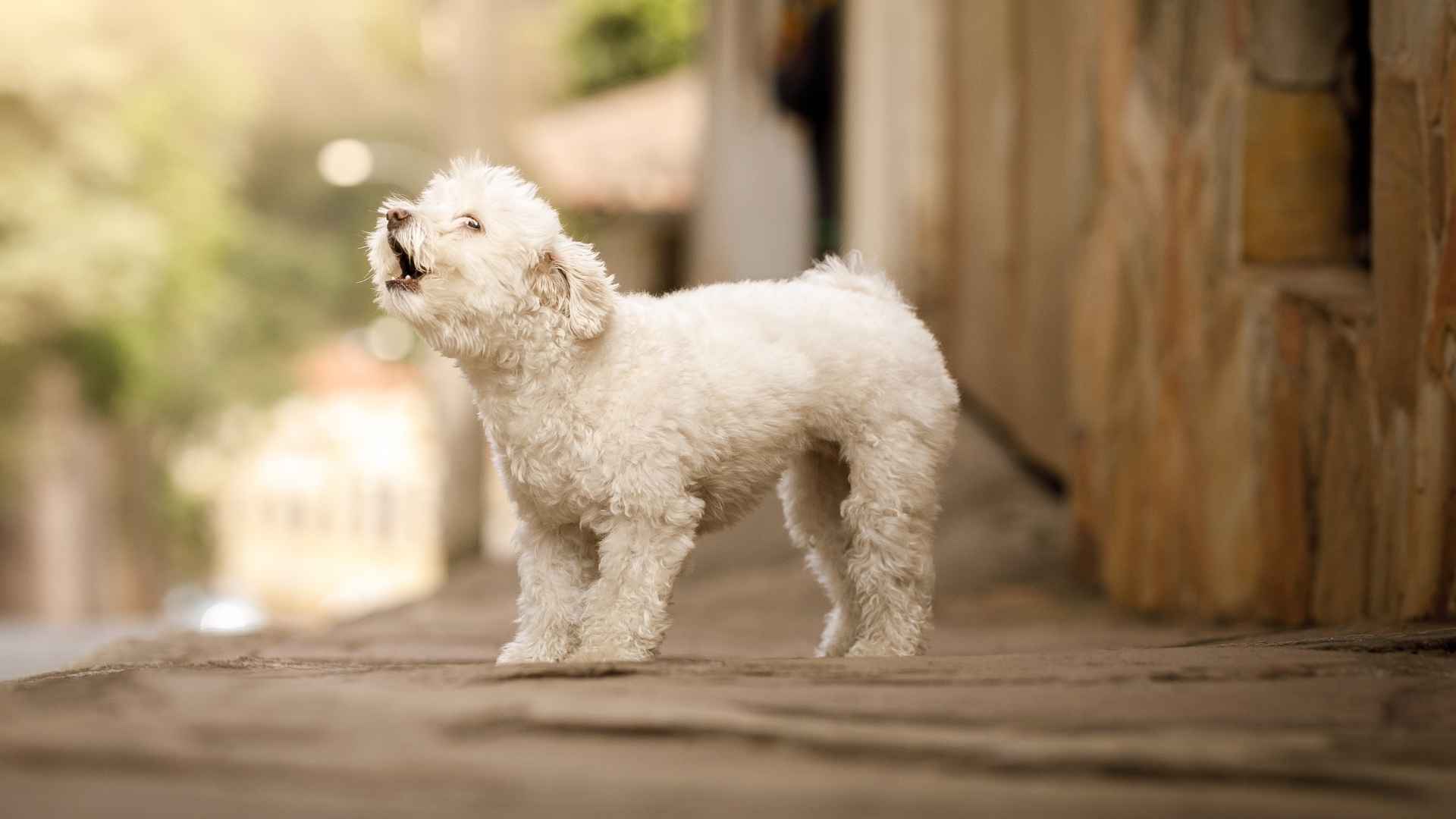 10 Dog Breeds That Bark Differently for Different Needs