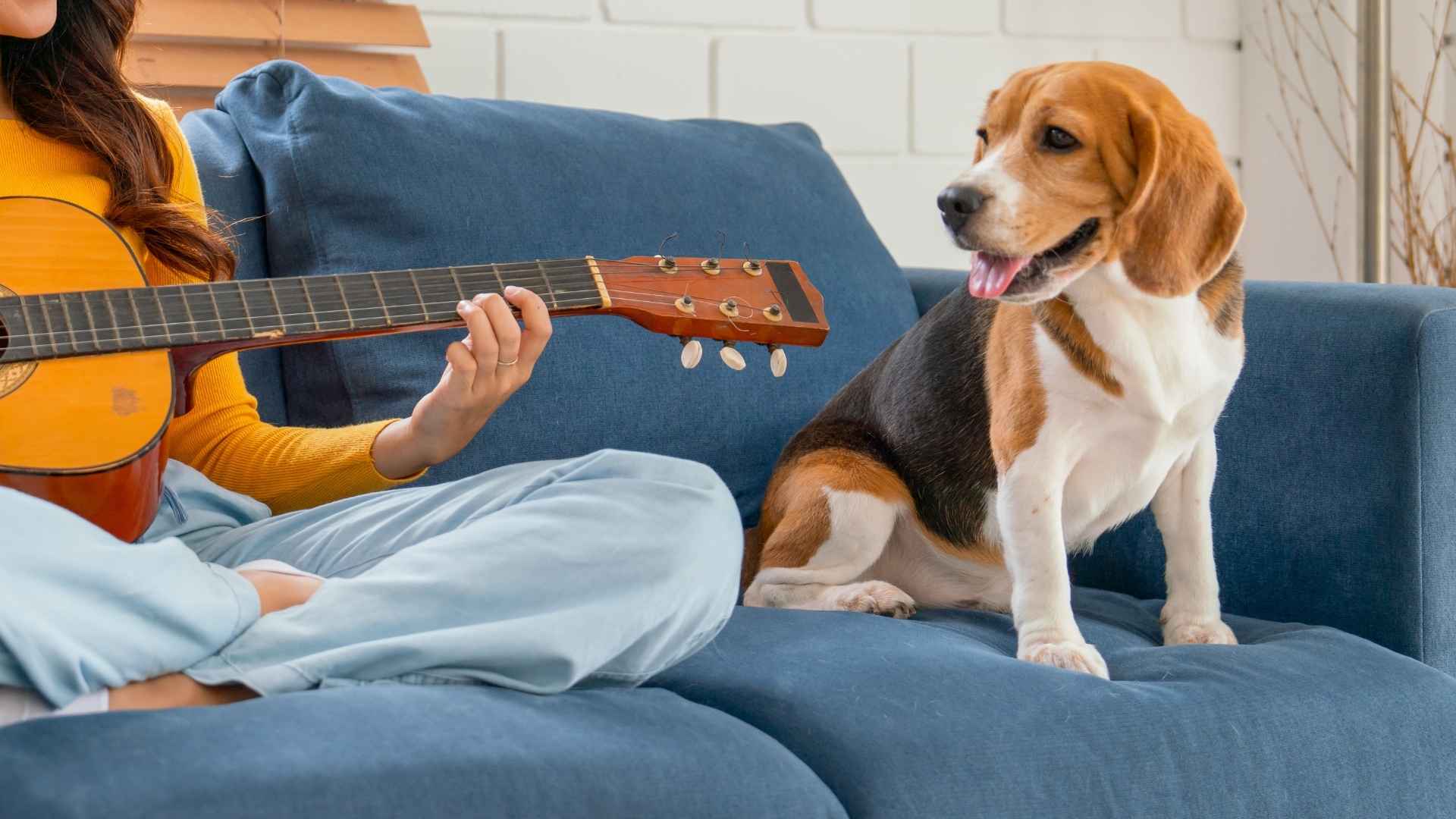 10 Dog Breeds That Bark In Rhythms With Music