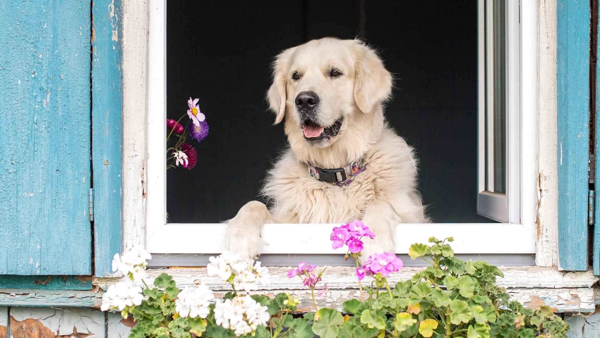 10 Dog Breeds That Bark Instantly At Open Windows