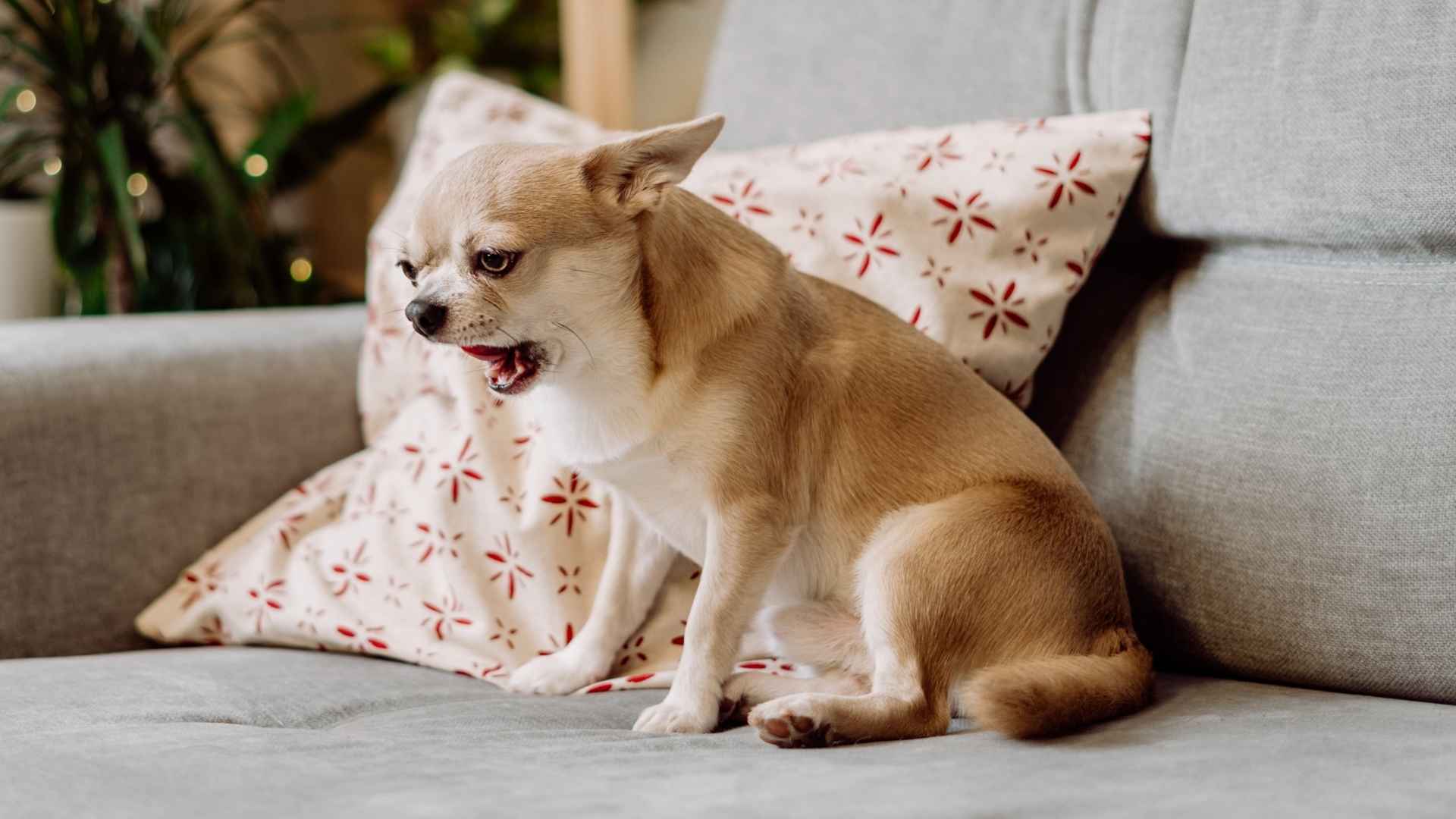 10 Dog Breeds That Bark Like Singing In High Notes