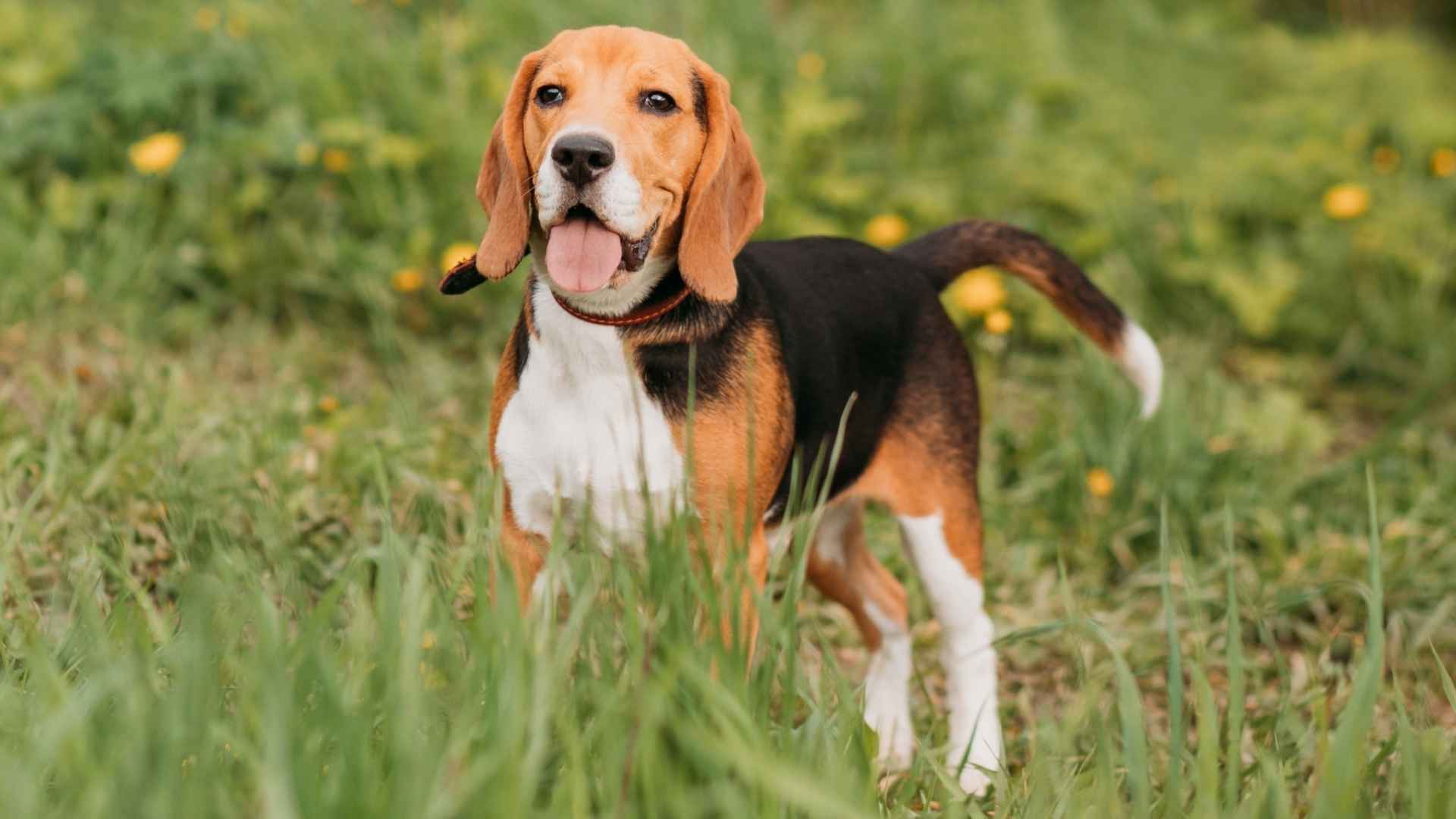 10 Dog Breeds That Bark To Signal Prey Location