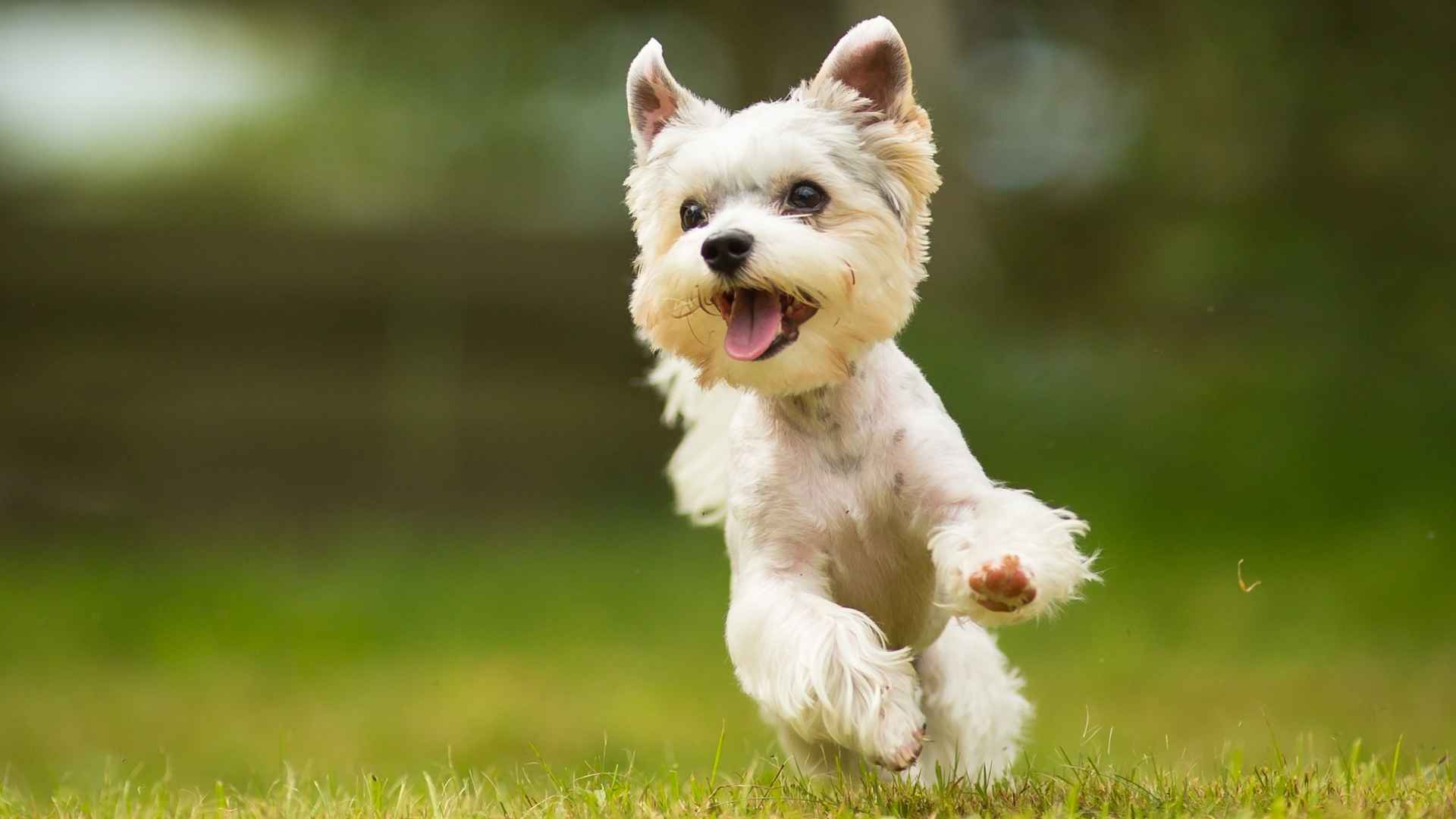 10 Dog Breeds That Bounce Like Rabbits When Happy