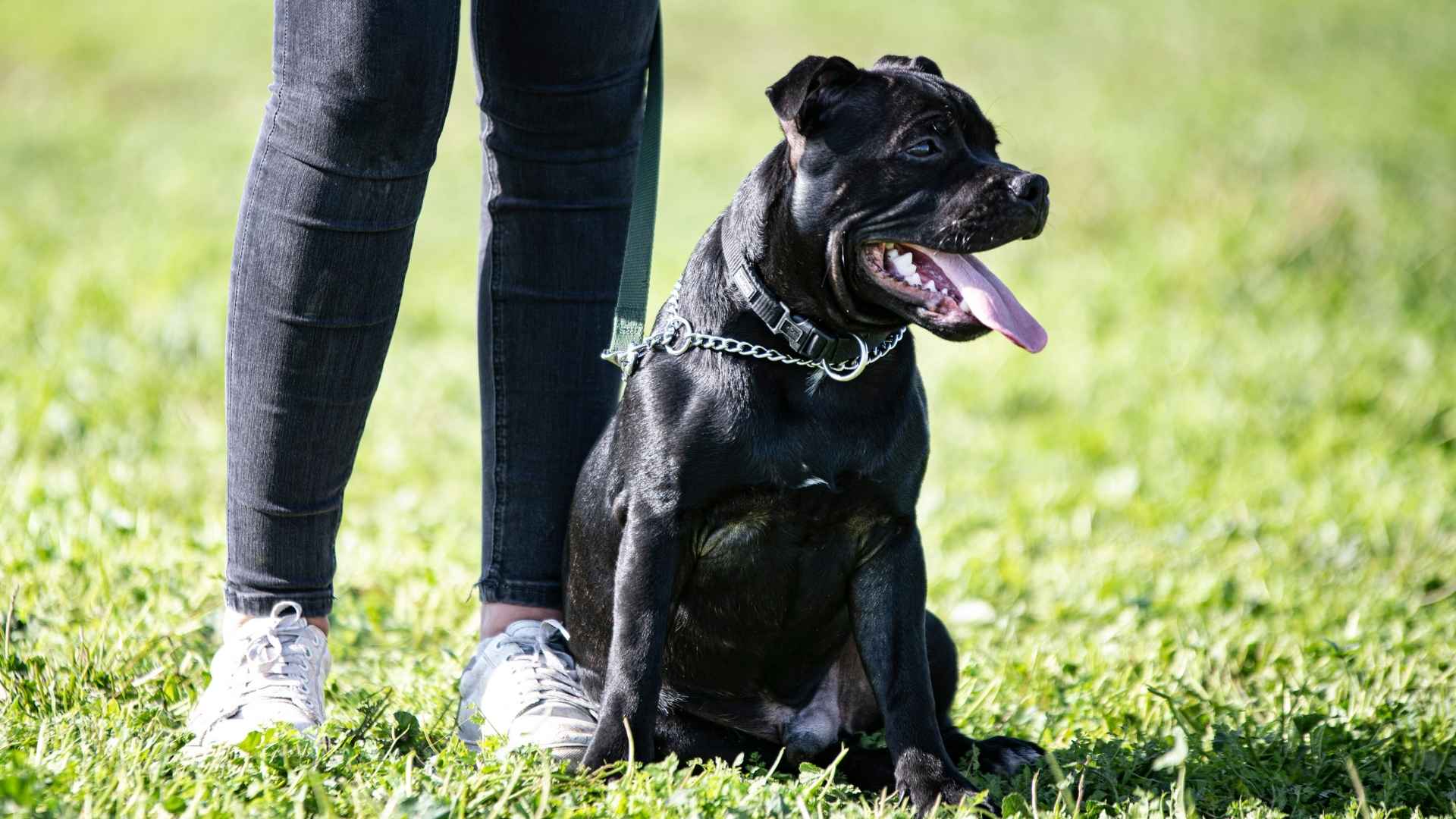 10 Dog Breeds That Can Work As Personal Bodyguards