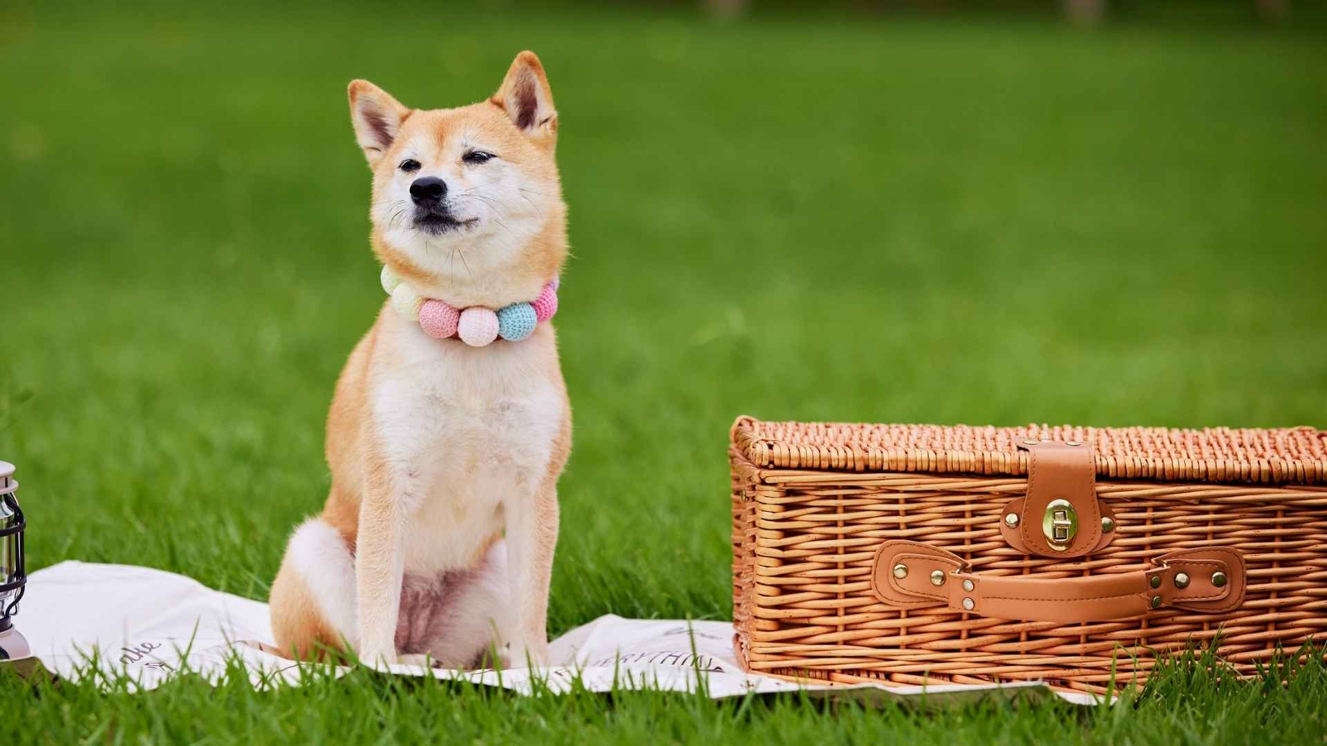 10 Dog Breeds That Carry Picnic Baskets Outdoors for Perfect Outings