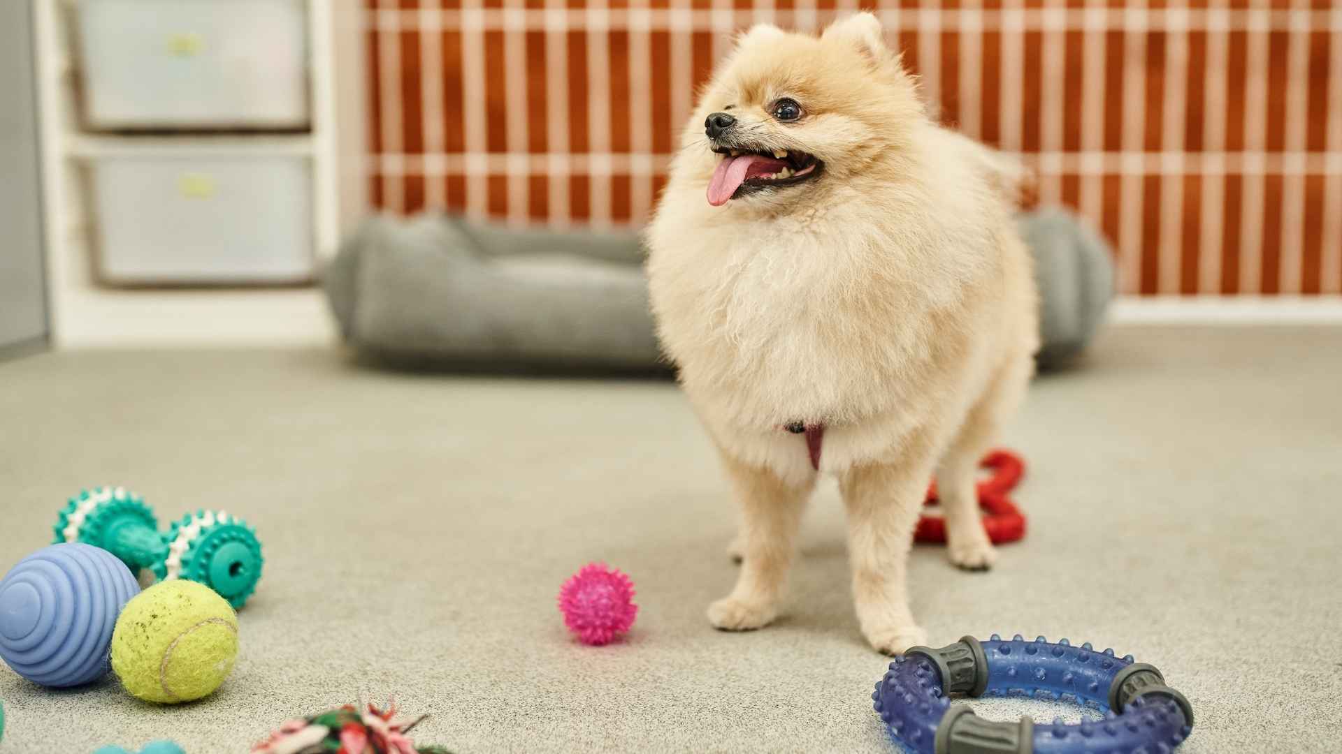 10 Dog Breeds That Distinguish Their Toys by Name