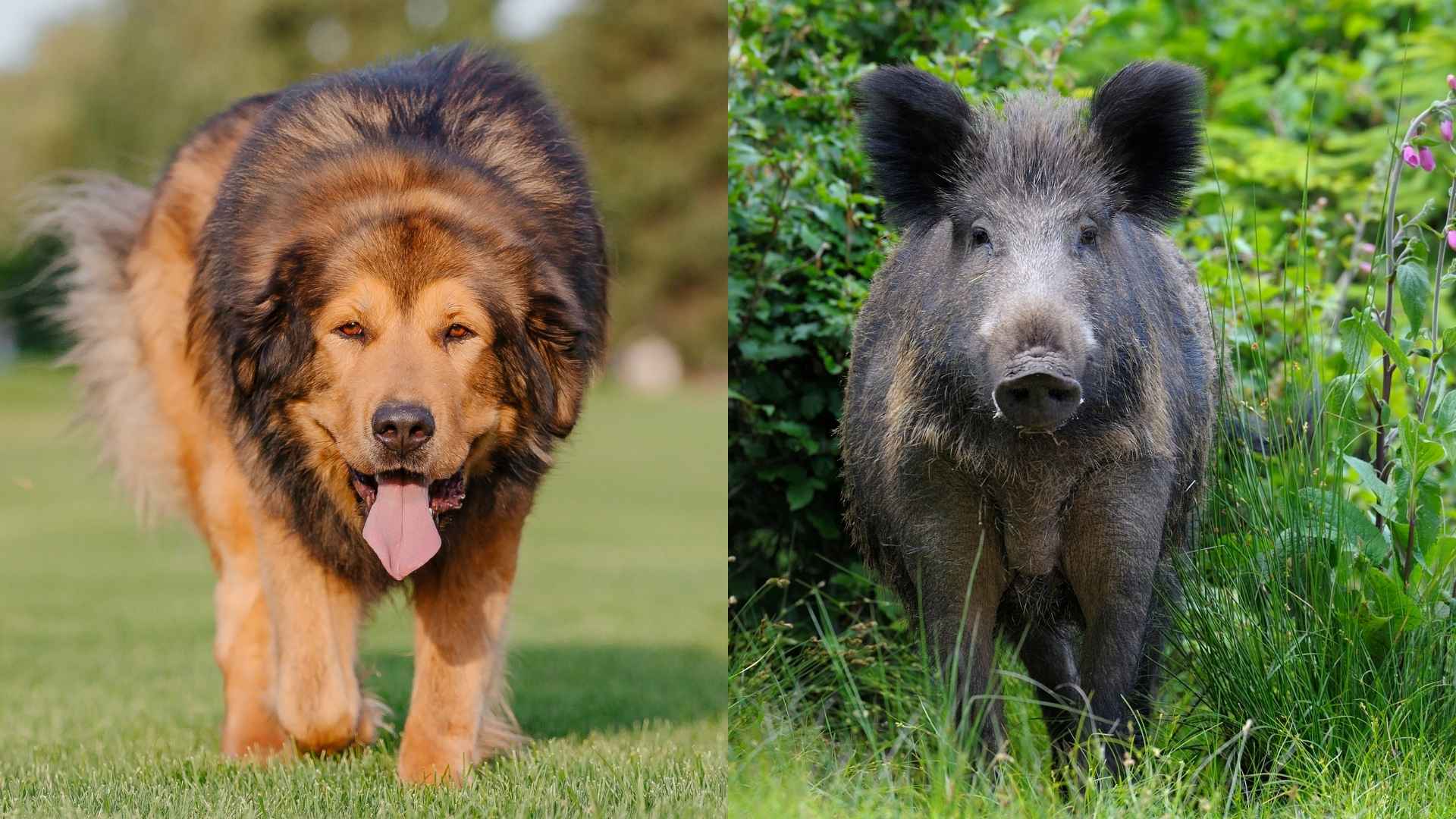 10 Dog Breeds That Face Wild Boars Without Fear
