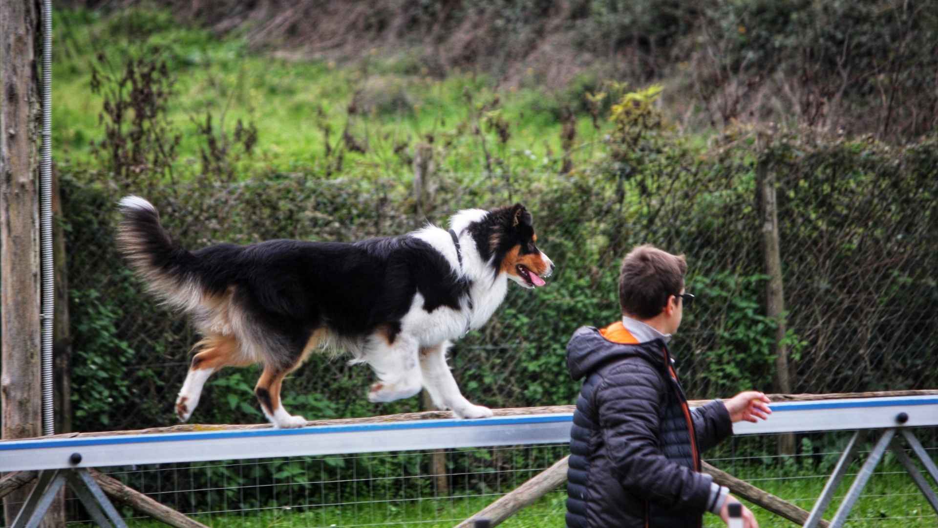 10 Dog Breeds That Follow Commands After Few Repetitions