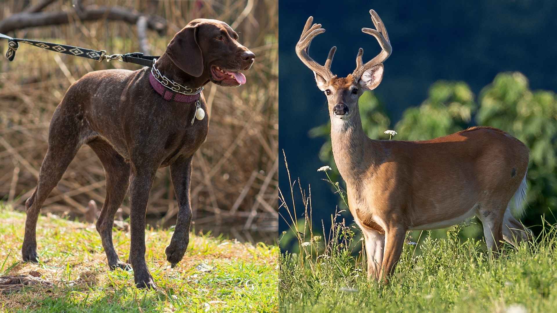 10 Dog Breeds That Follow Deer During Long Hunts