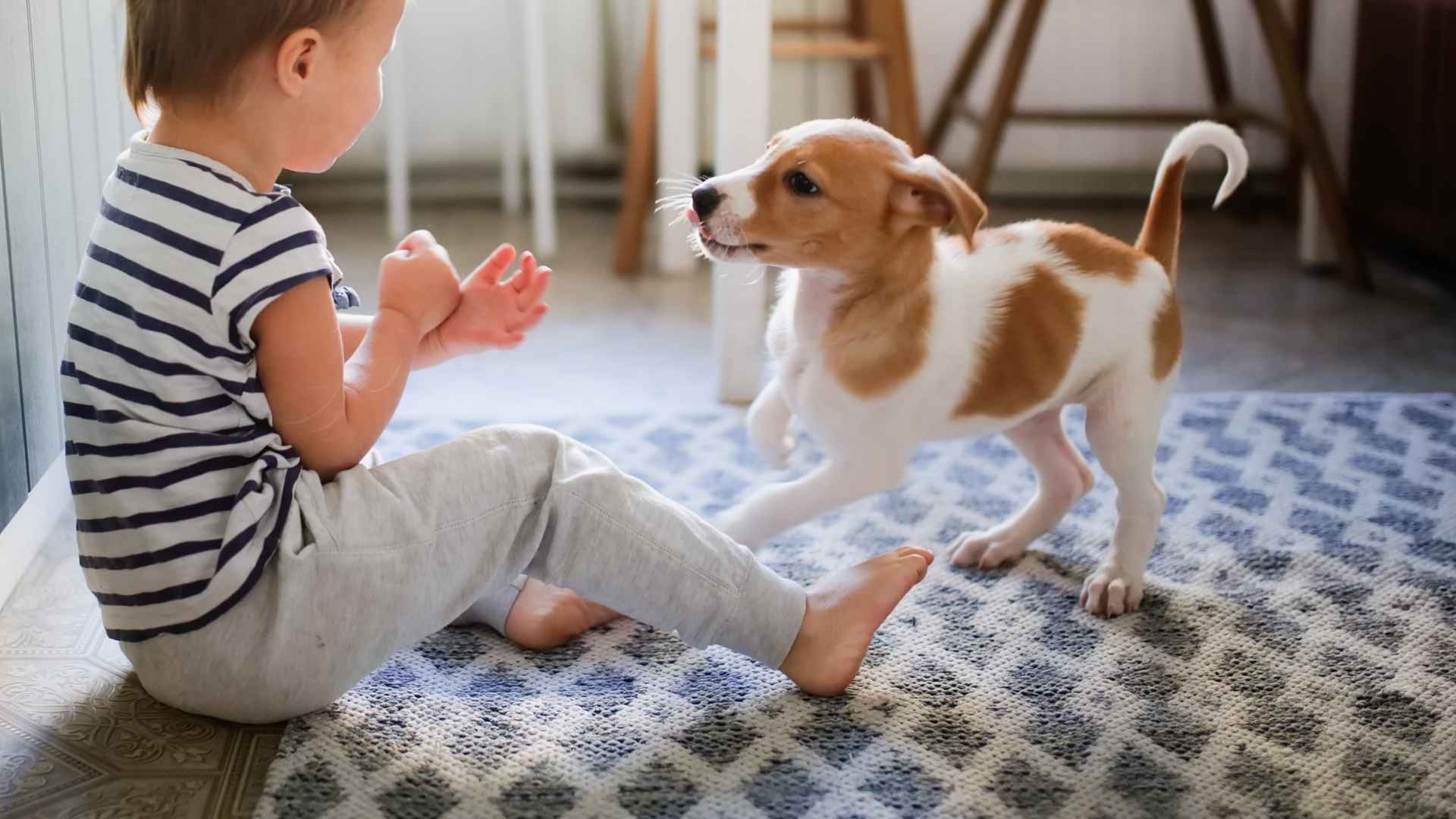 10 Dog Breeds That Follow Kids Around Houses Lovingly