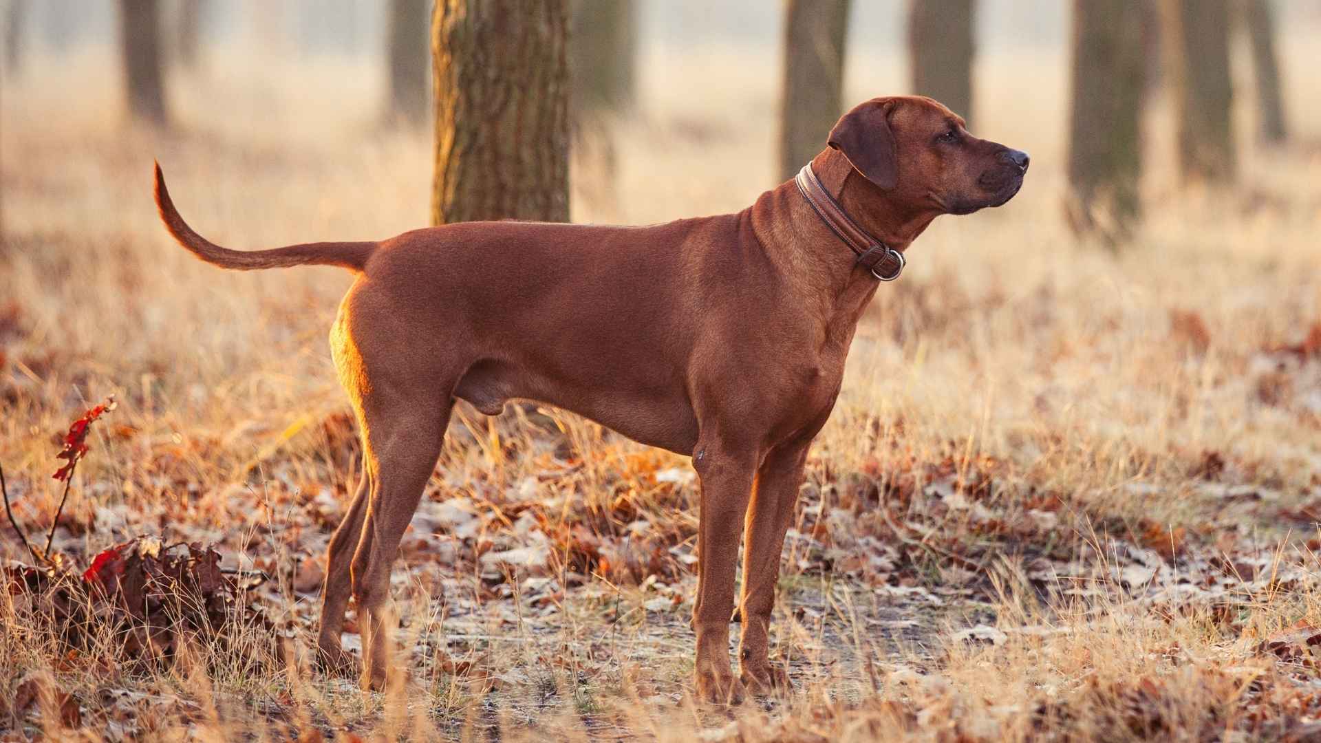 10 Dog Breeds That Follow Lion Trails in Wild Areas