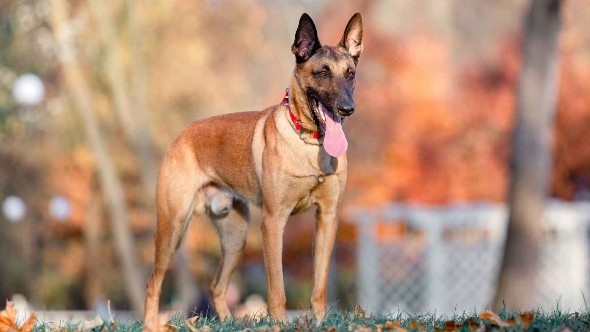 10 Dog Breeds That Form Instant Barricades Against Intruders