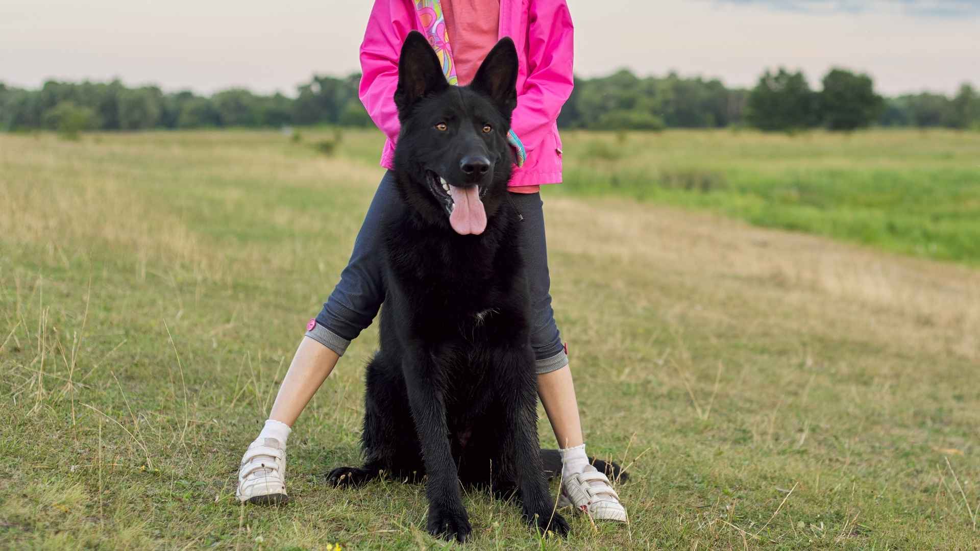 10 Dog Breeds That Form Protective Circles Around Kids