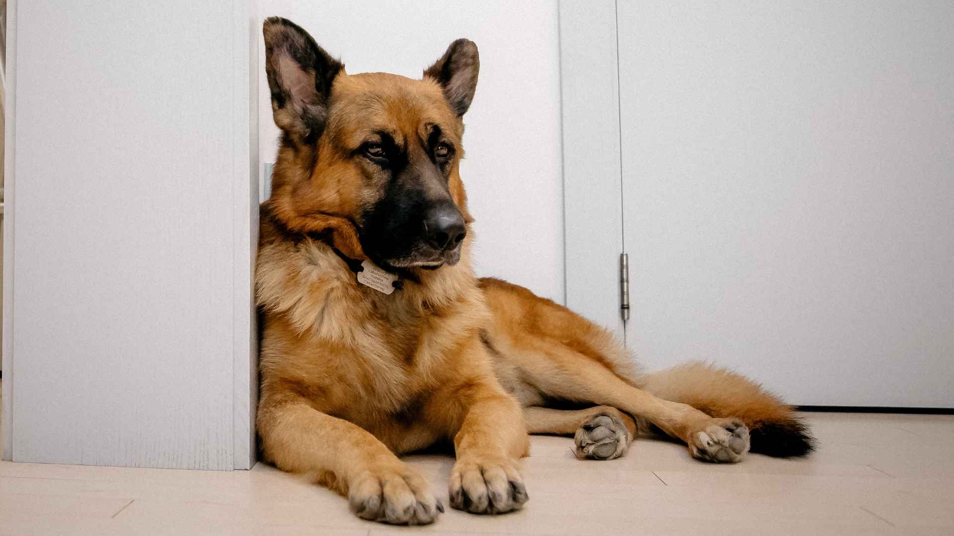 10 Dog Breeds That Guard Homes Even Without Owners Present