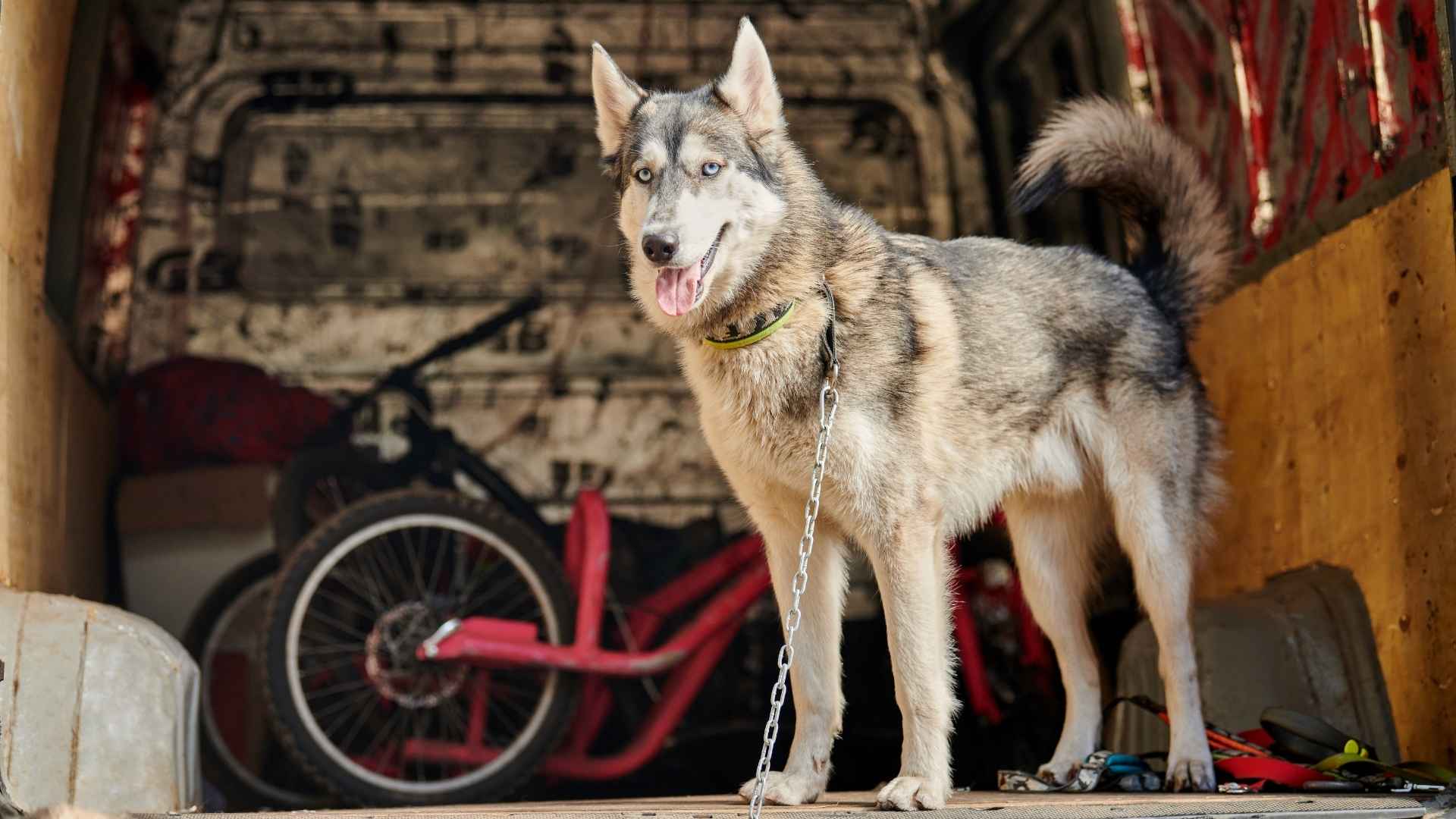 10 Dog Breeds That Guard Open Garages From Strangers