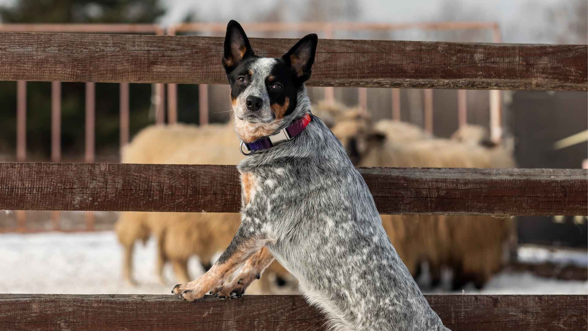10 Dog Breeds That Help Farmers With Herding
