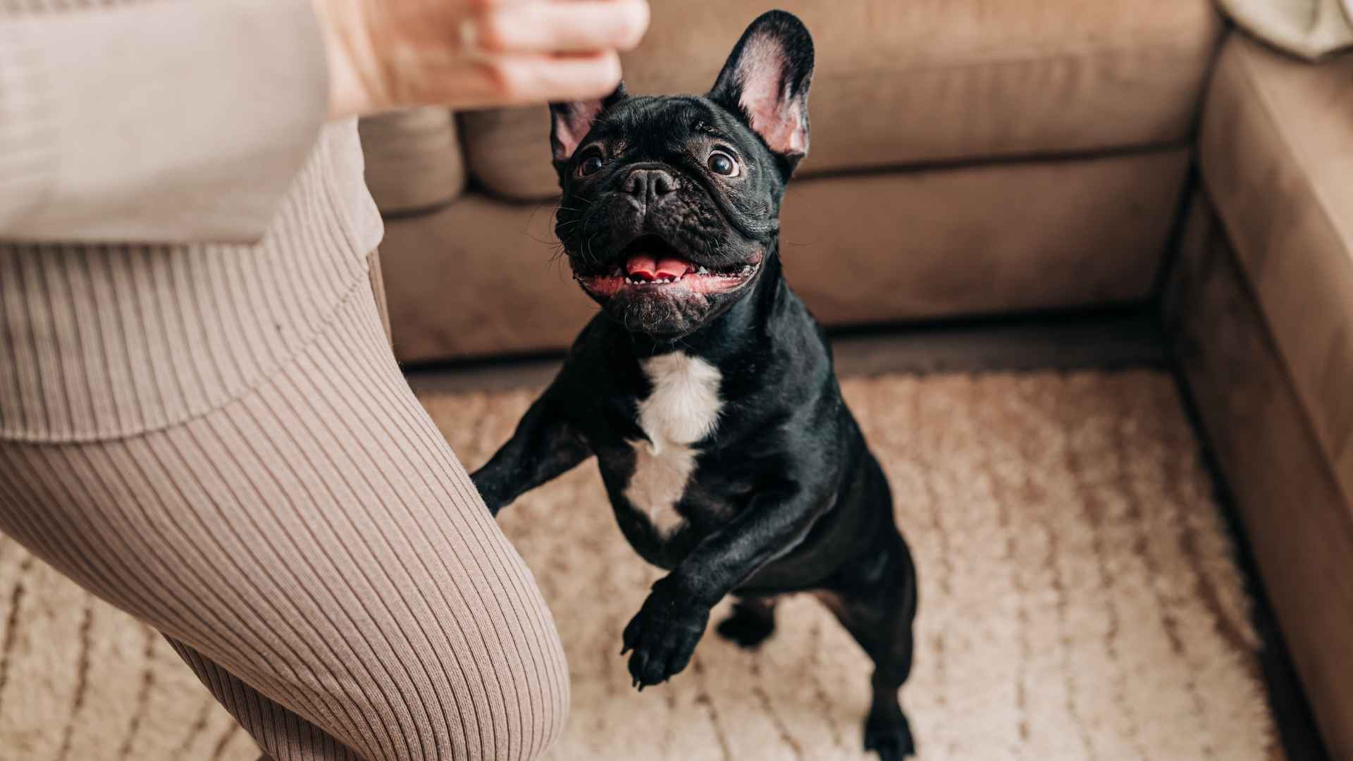 10 Dog Breeds That Jump With Joy Seeing Owners After Work