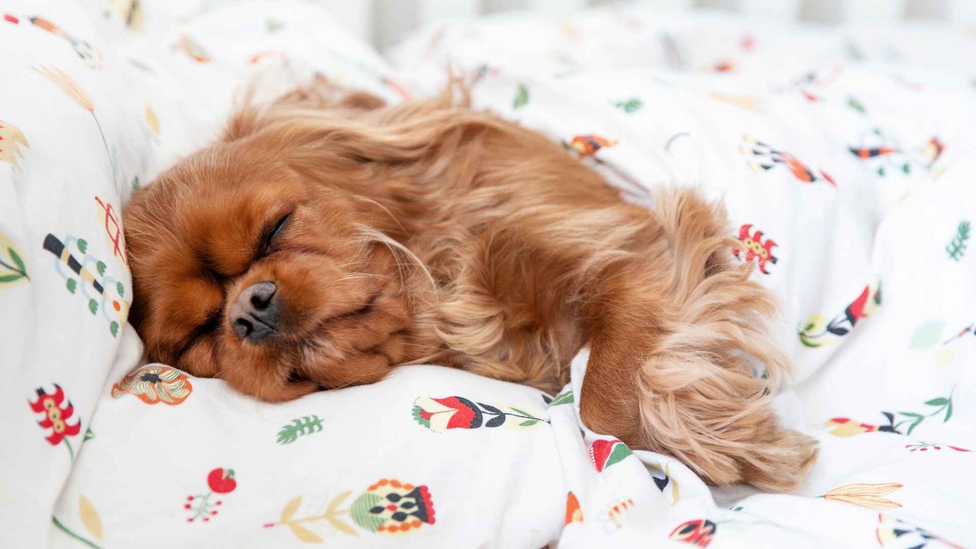 10 Dog Breeds That Nap All Day Without Interaction