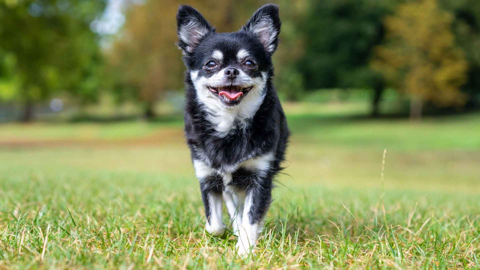 10 Dog Breeds That Never Grow Up!