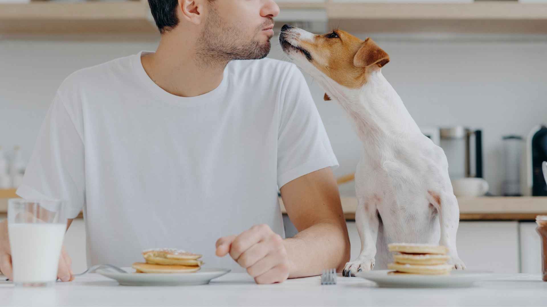 10 Dog Breeds That Nuzzle Owners While They Eat