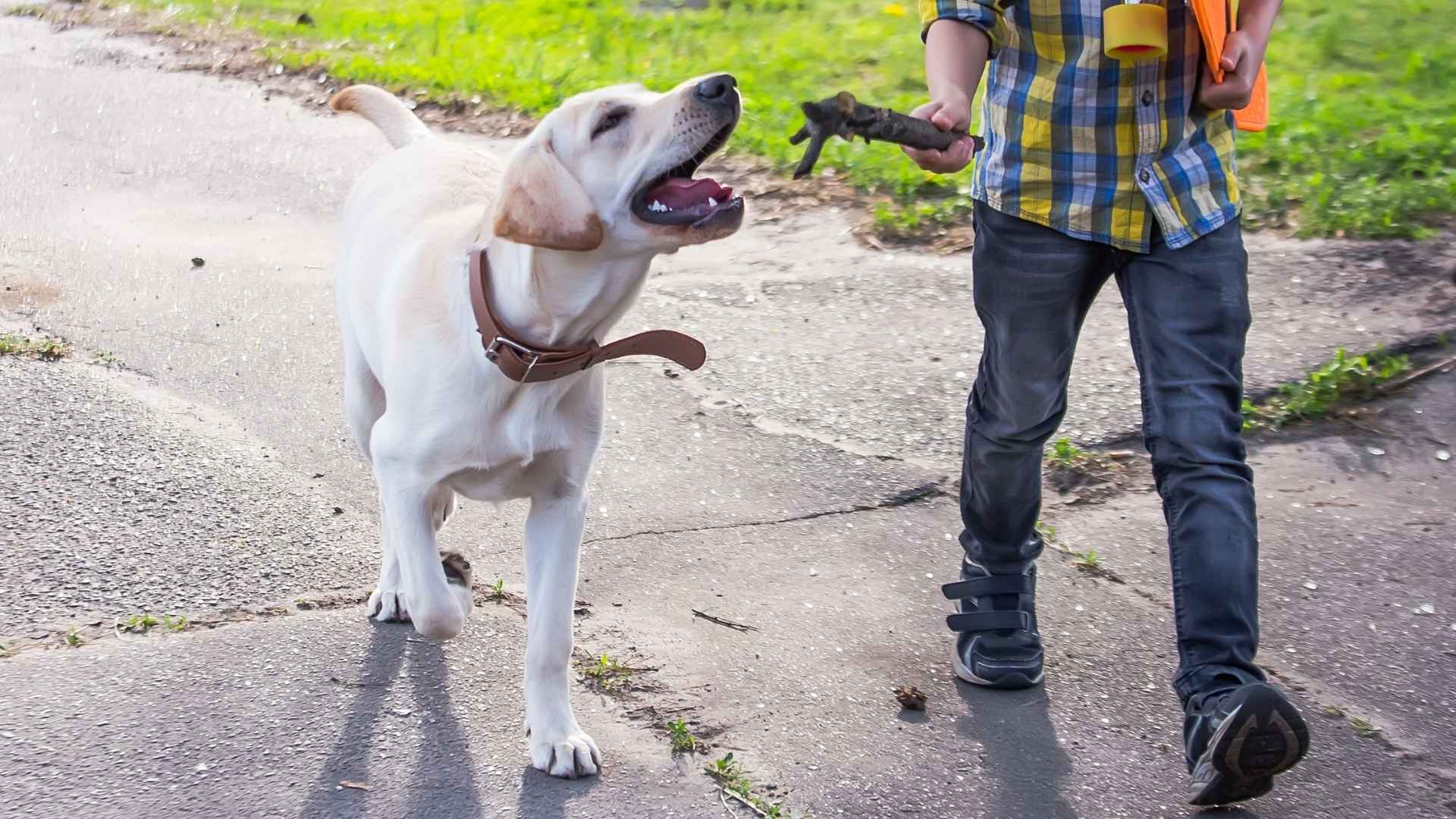 10 Dog Breeds That Play with Kids Without Getting Tired