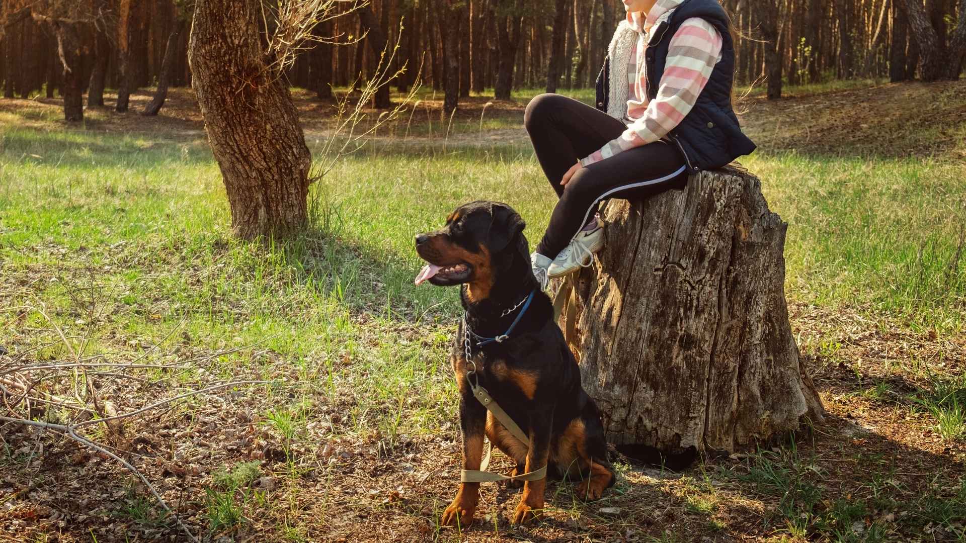 10 Dog Breeds That Protect Owners Against Other Animals