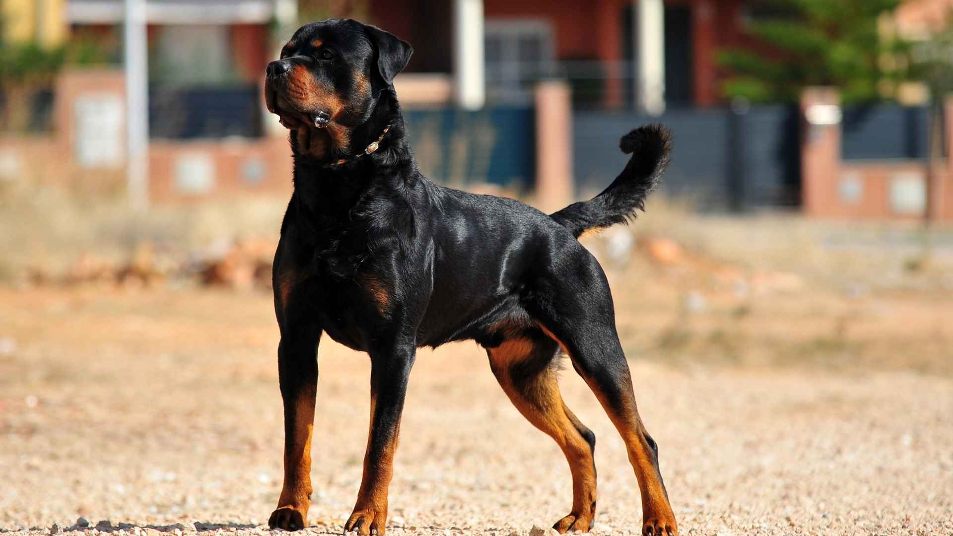 10 Dog Breeds That Protect Owners Even When Injured