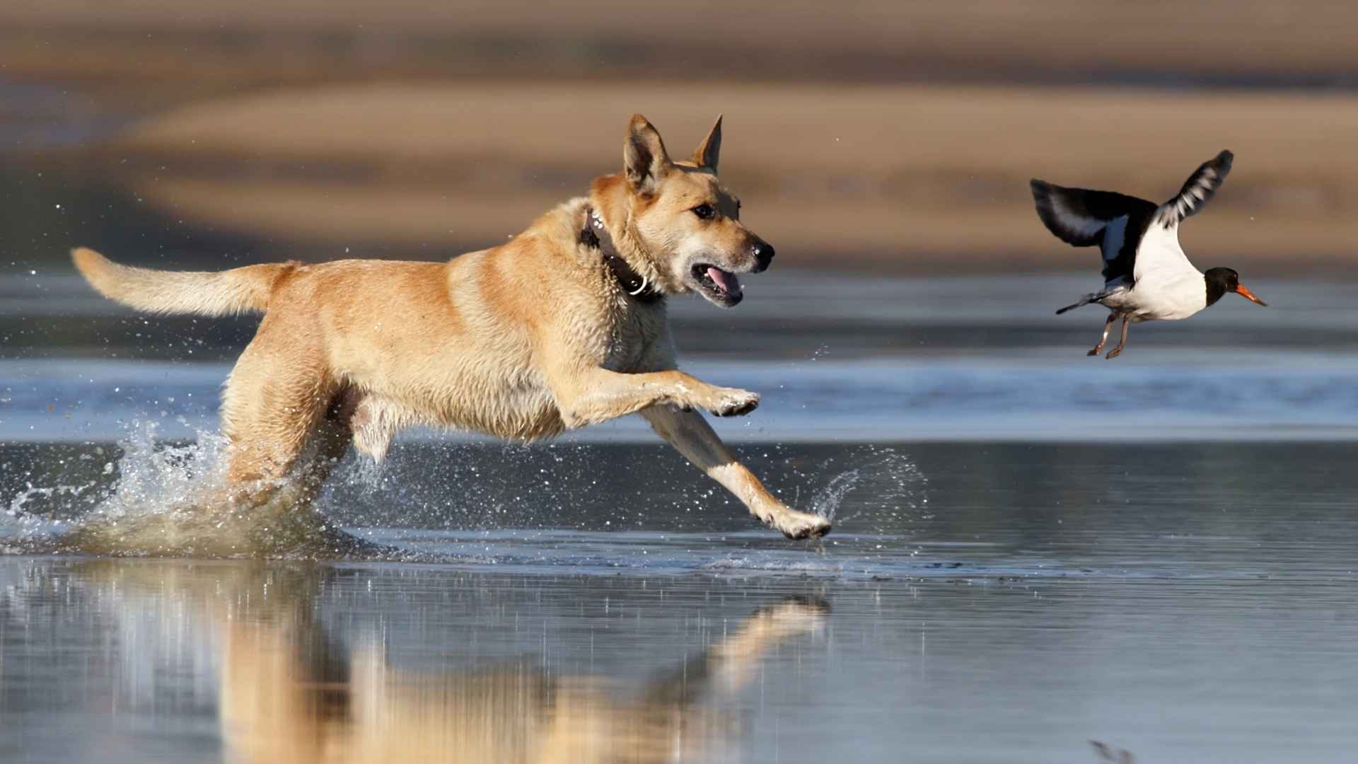 10 Dog Breeds That Retrieve Multiple Birds in One Hunt