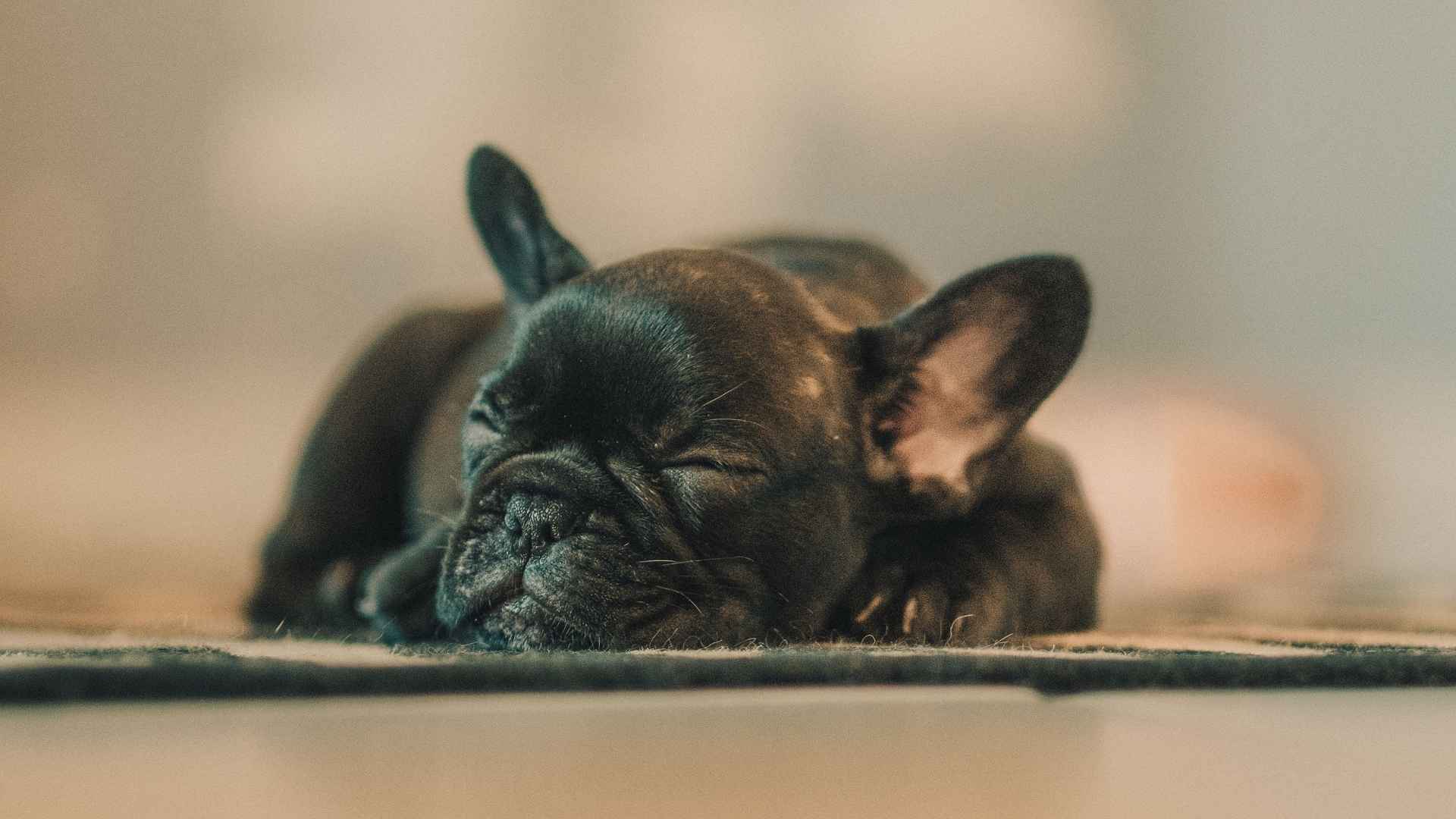10 Dog Breeds That Sleep in the Same Spot Daily