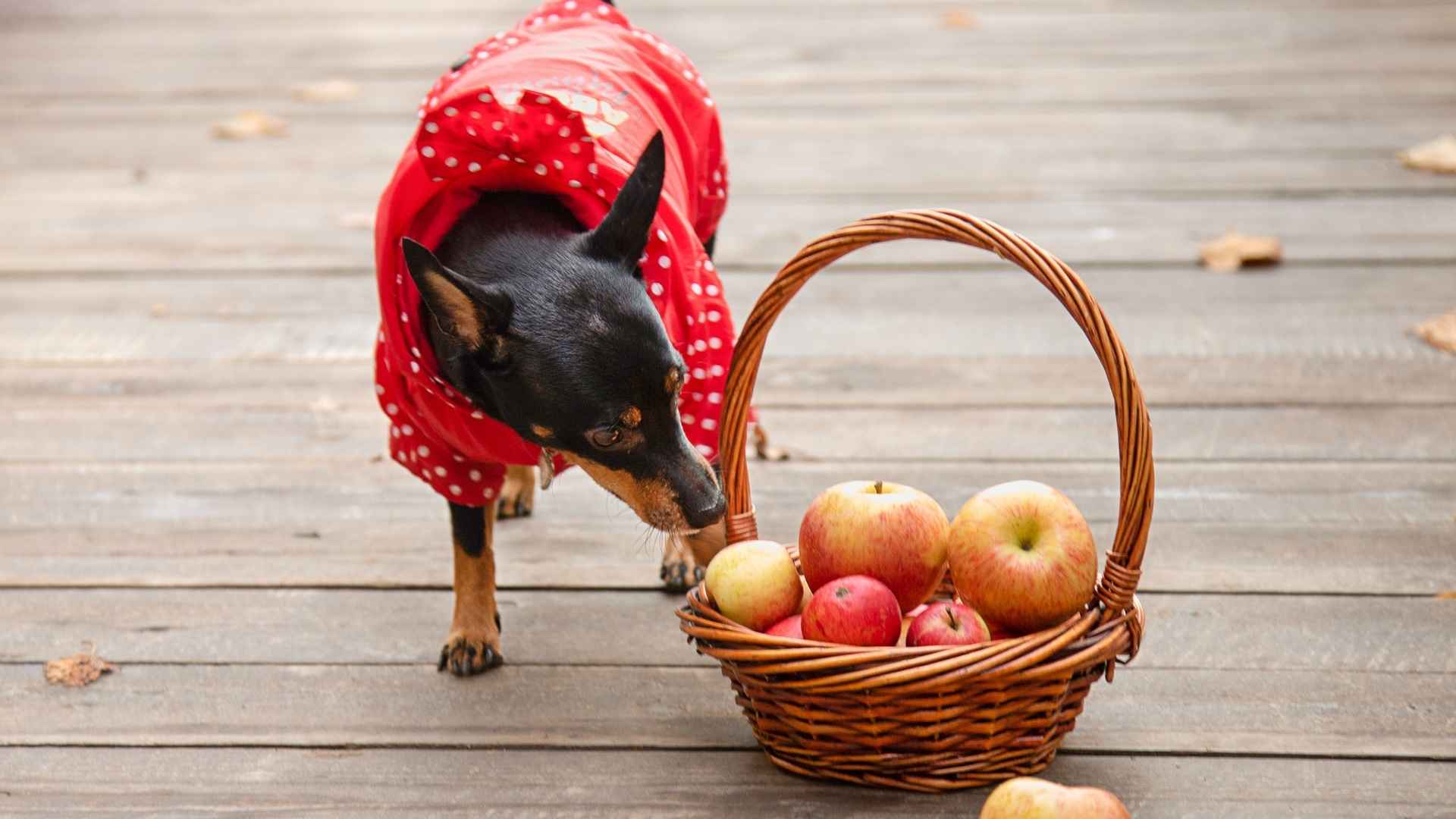 10 Dog Breeds That Smell Rotten Fruits Before You Do