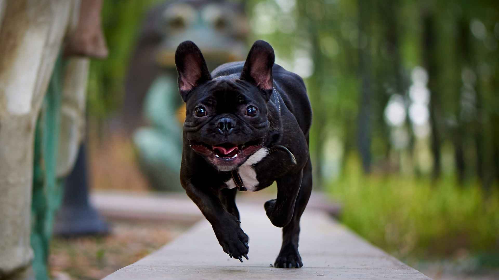 10 Dog Breeds That Spin Around Excitedly Like Puppies
