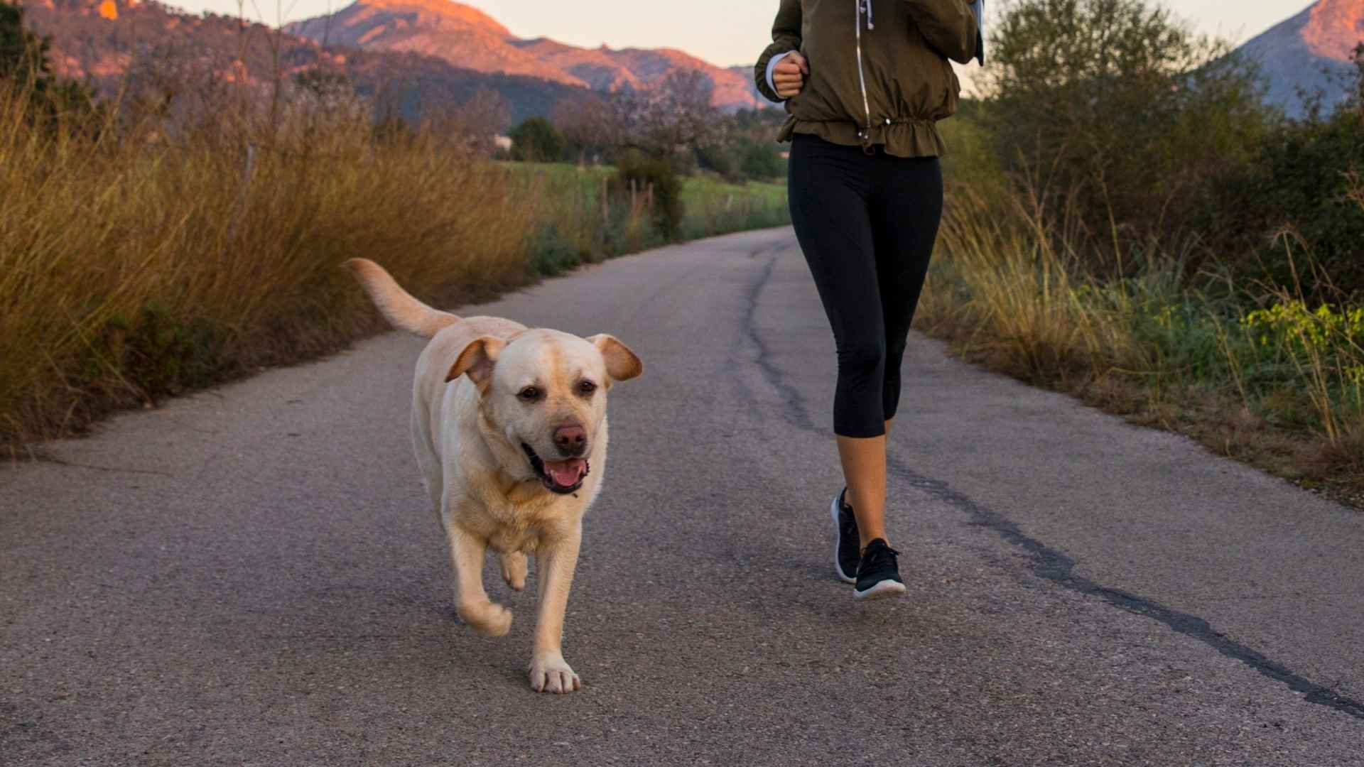 10 Dog Breeds That Sprint Alongside Joggers Daily