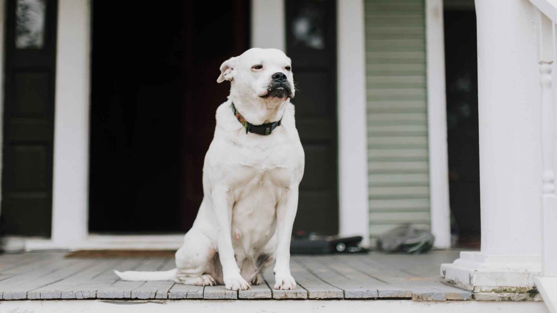 10 Dog Breeds That Stand In Front Of Doors Against Intruders