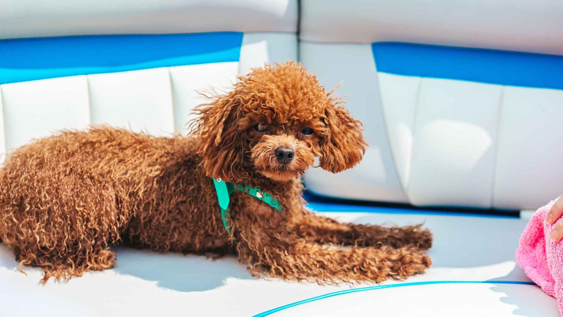 10 Dog Breeds That Stay Calm During Ferry Rides