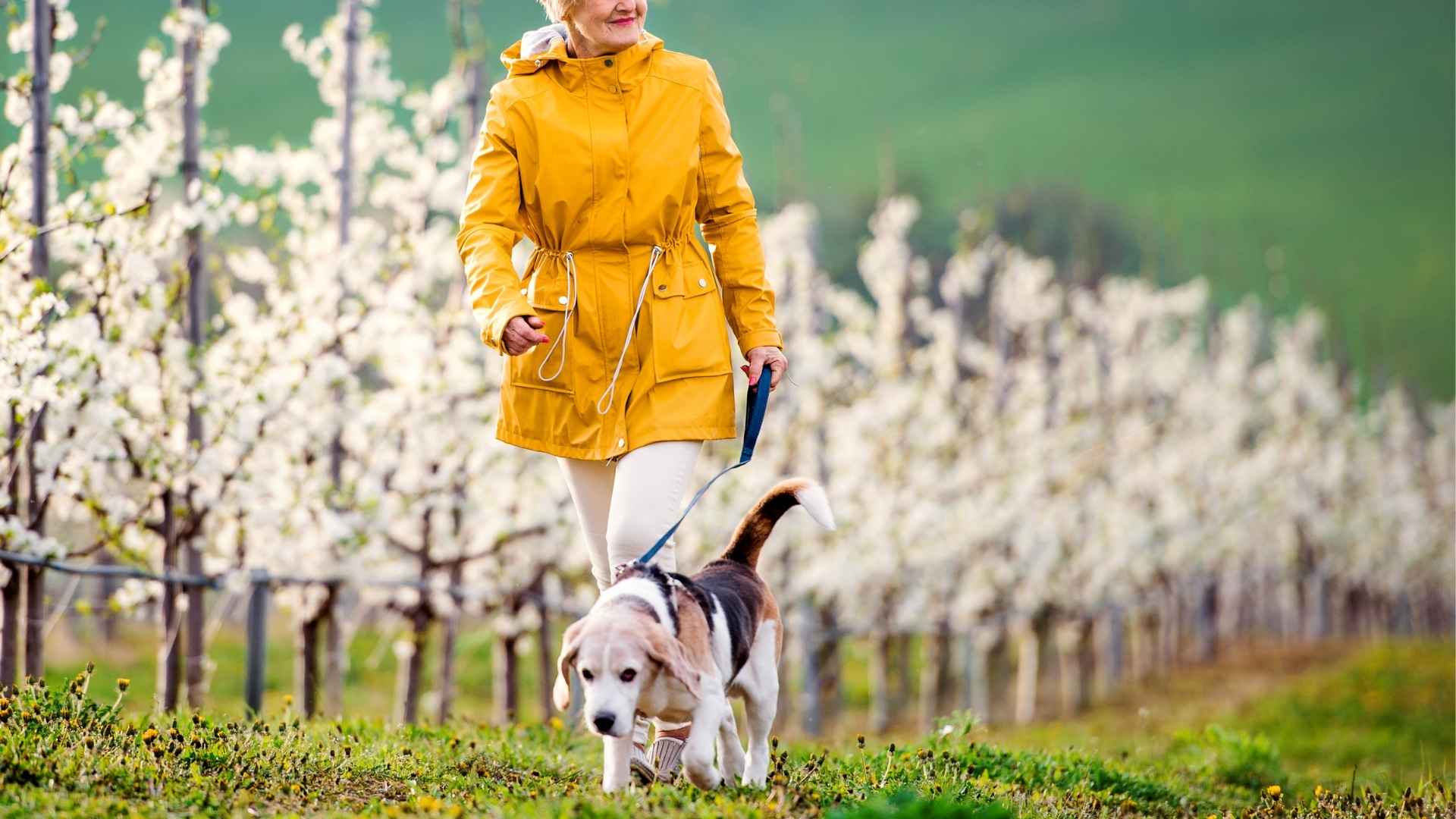 10 Dog Breeds That Stay Close To Seniors Walking Alone