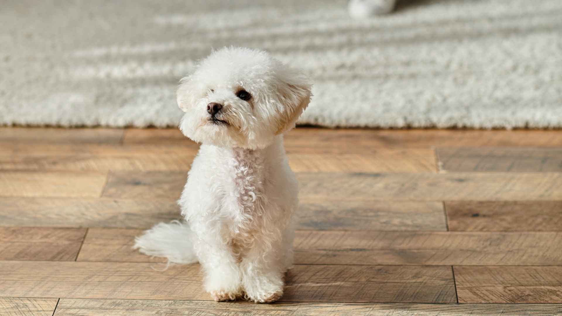 10 Dog Breeds That Stay Happy Indoors Without Yards